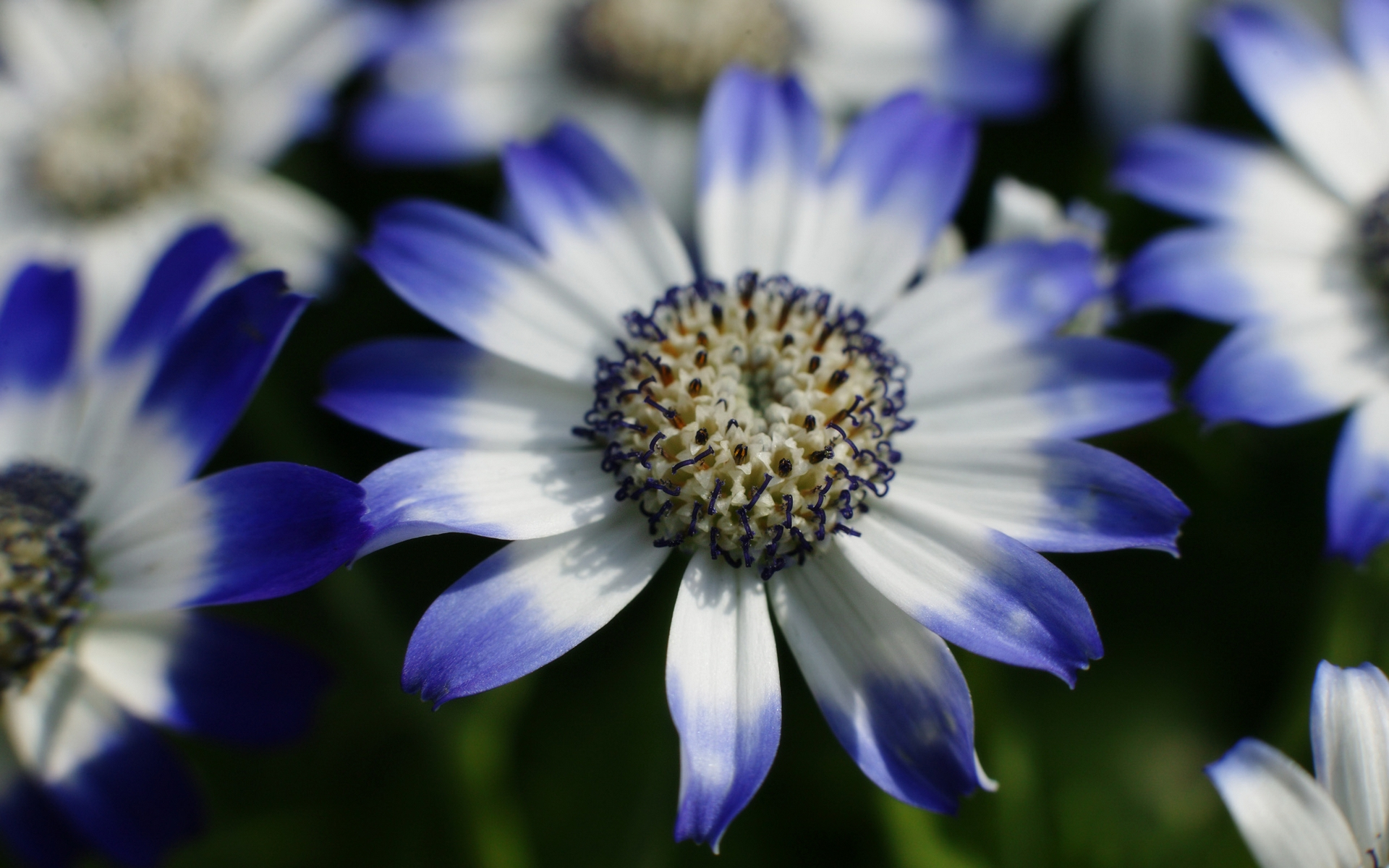 Téléchargez gratuitement l'image Fleurs, Fleur, Terre/nature sur le bureau de votre PC