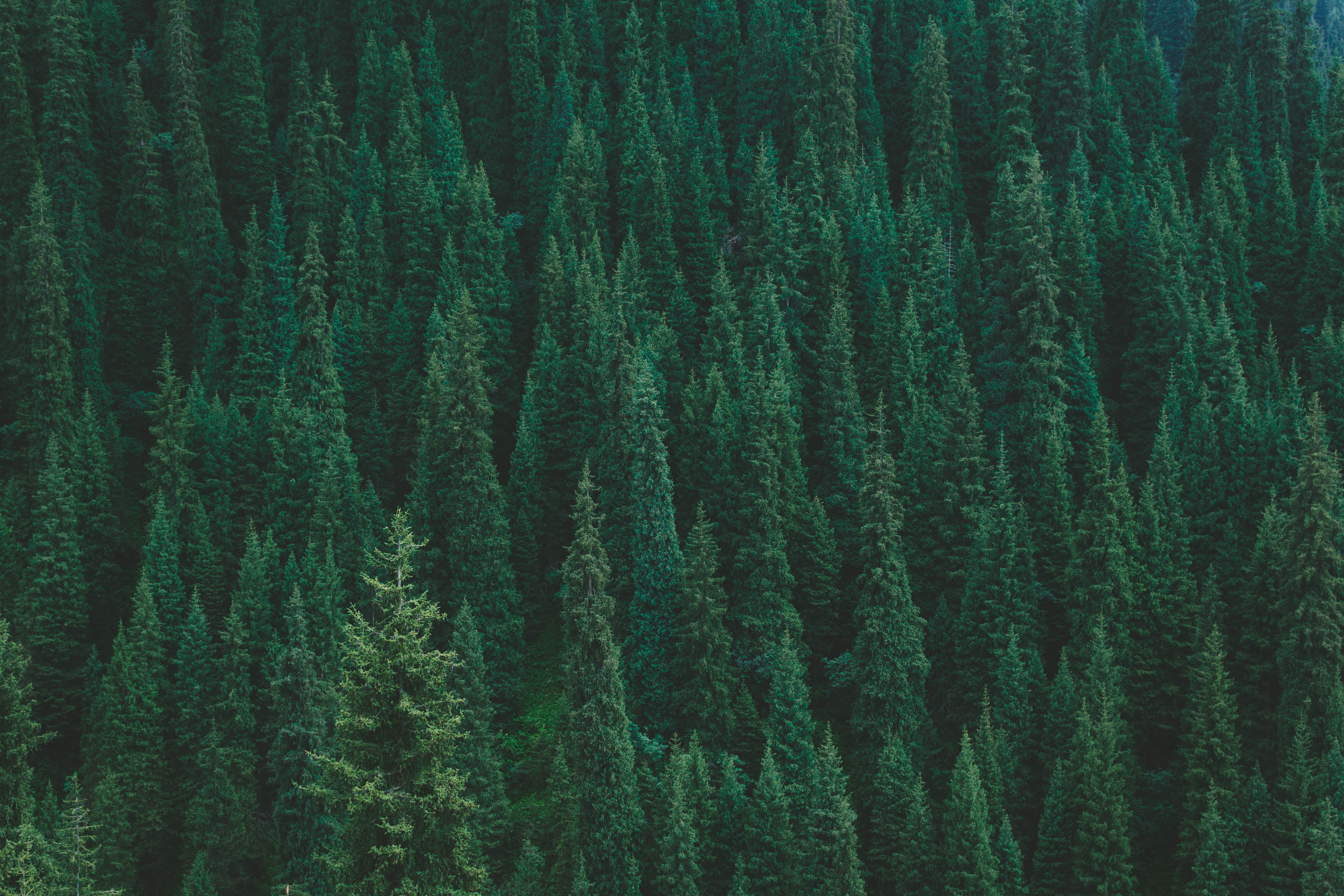 Download mobile wallpaper Trees, Forest, View From Above, Nature for free.