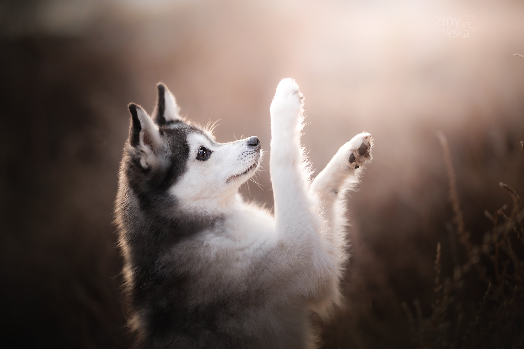 Baixe gratuitamente a imagem Animais, Cães, Cão, Animal Bebê, Filhote na área de trabalho do seu PC