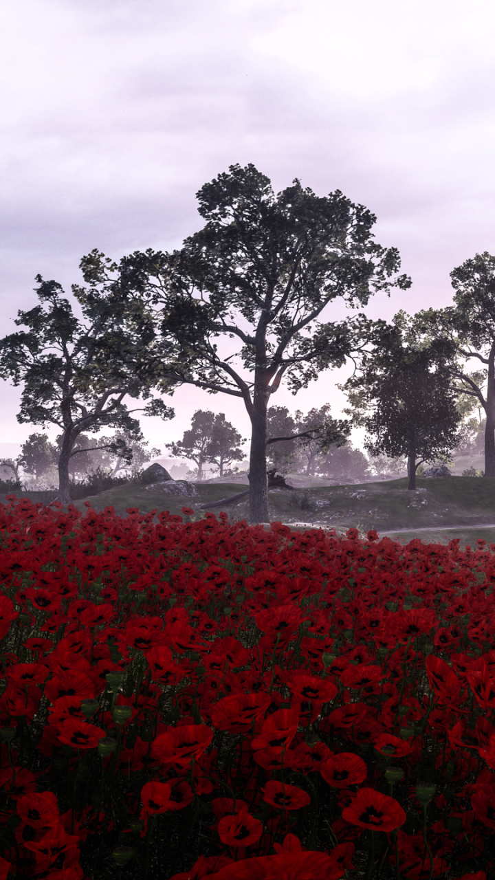 Download mobile wallpaper Landscape, Battlefield, Flower, Poppy, Red Flower, Video Game, Battlefield 1 for free.