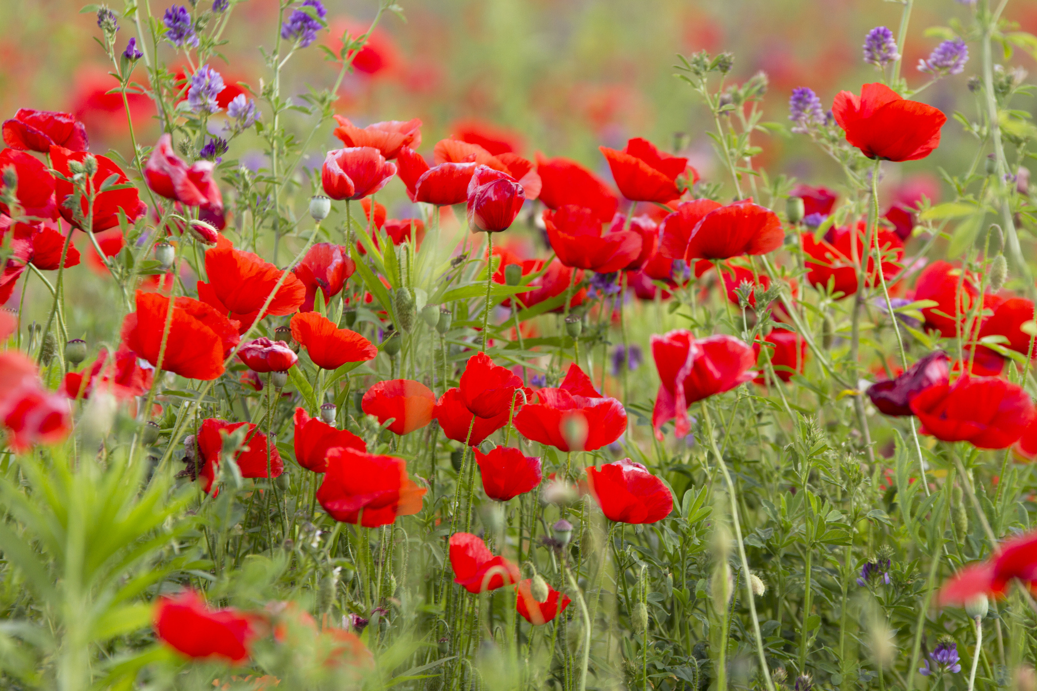 Free download wallpaper Flowers, Earth, Poppy on your PC desktop