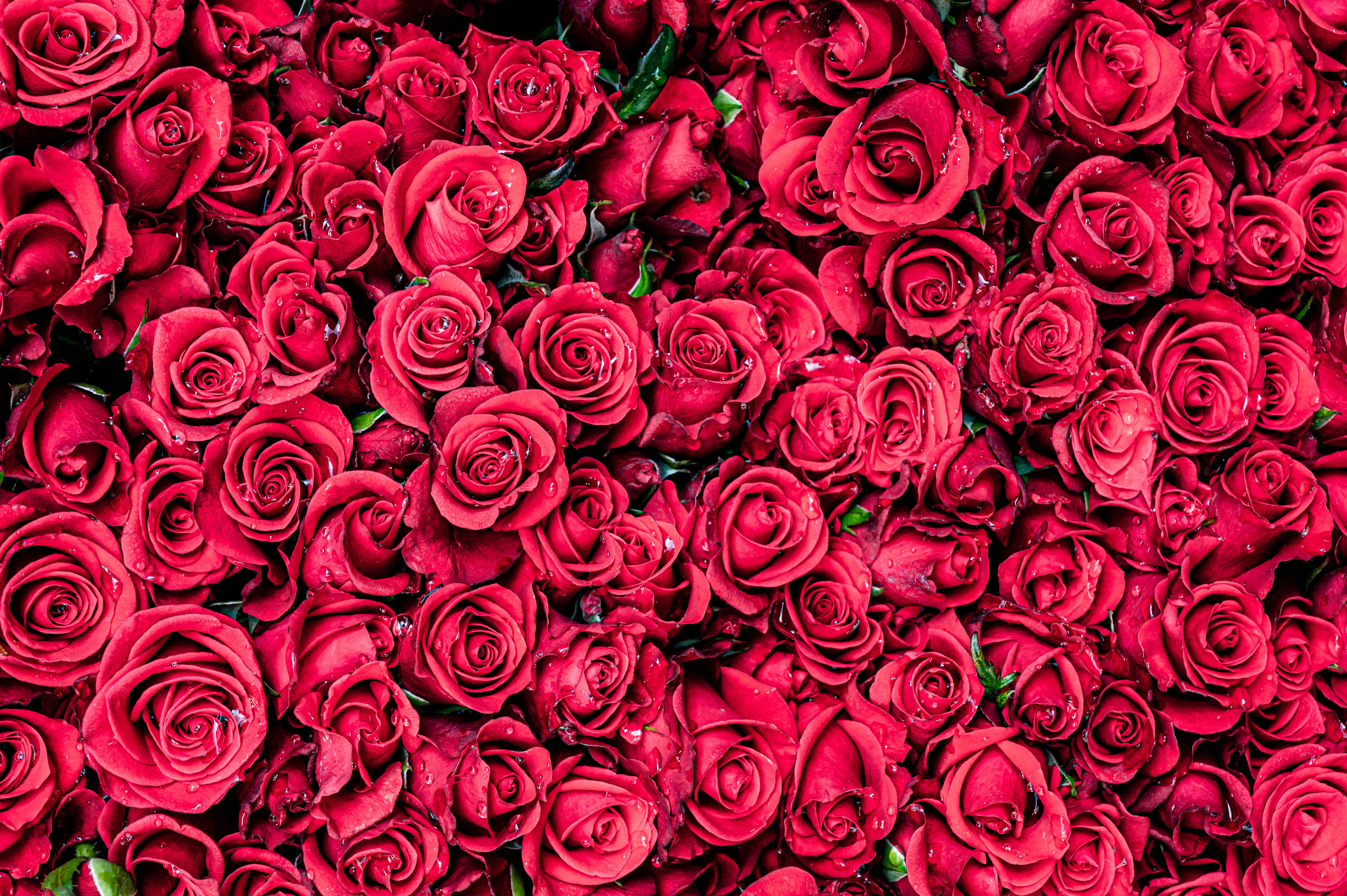 Скачати мобільні шпалери Квітка, Роза, Земля, Червона Квітка, Флауерзи безкоштовно.