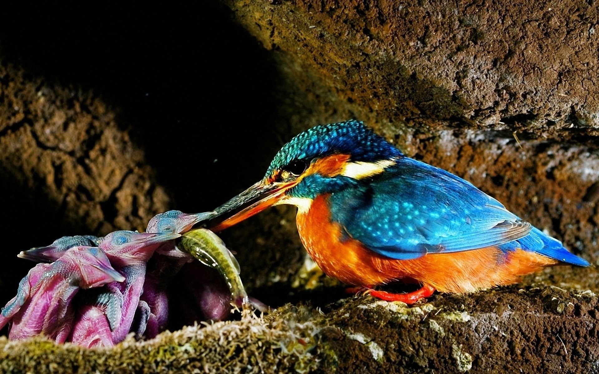 Free download wallpaper Birds, Animal, Kingfisher on your PC desktop