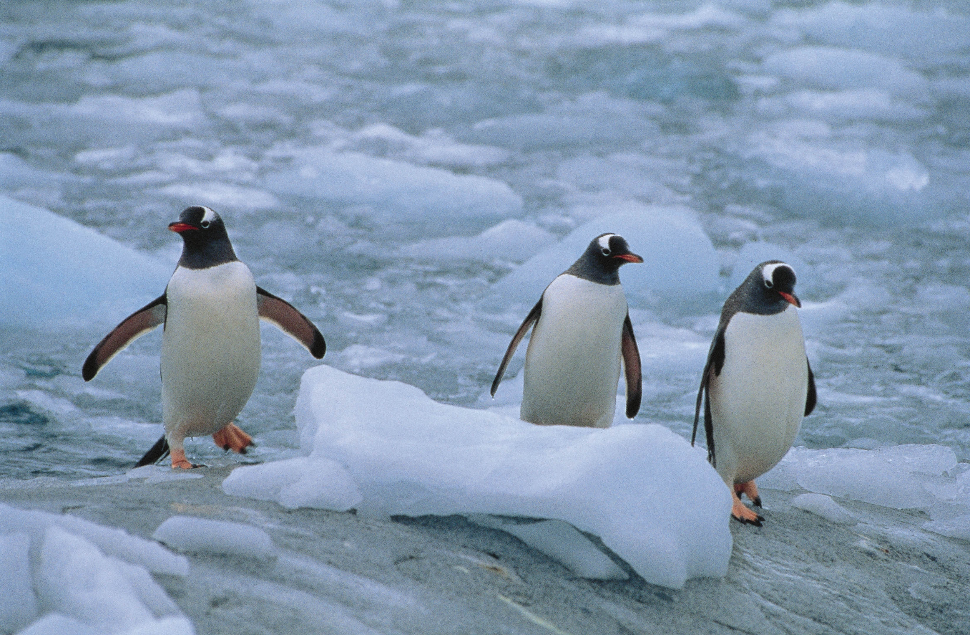 58064 Hintergrundbild herunterladen tiere, pinguins, drei, linux, norden - Bildschirmschoner und Bilder kostenlos