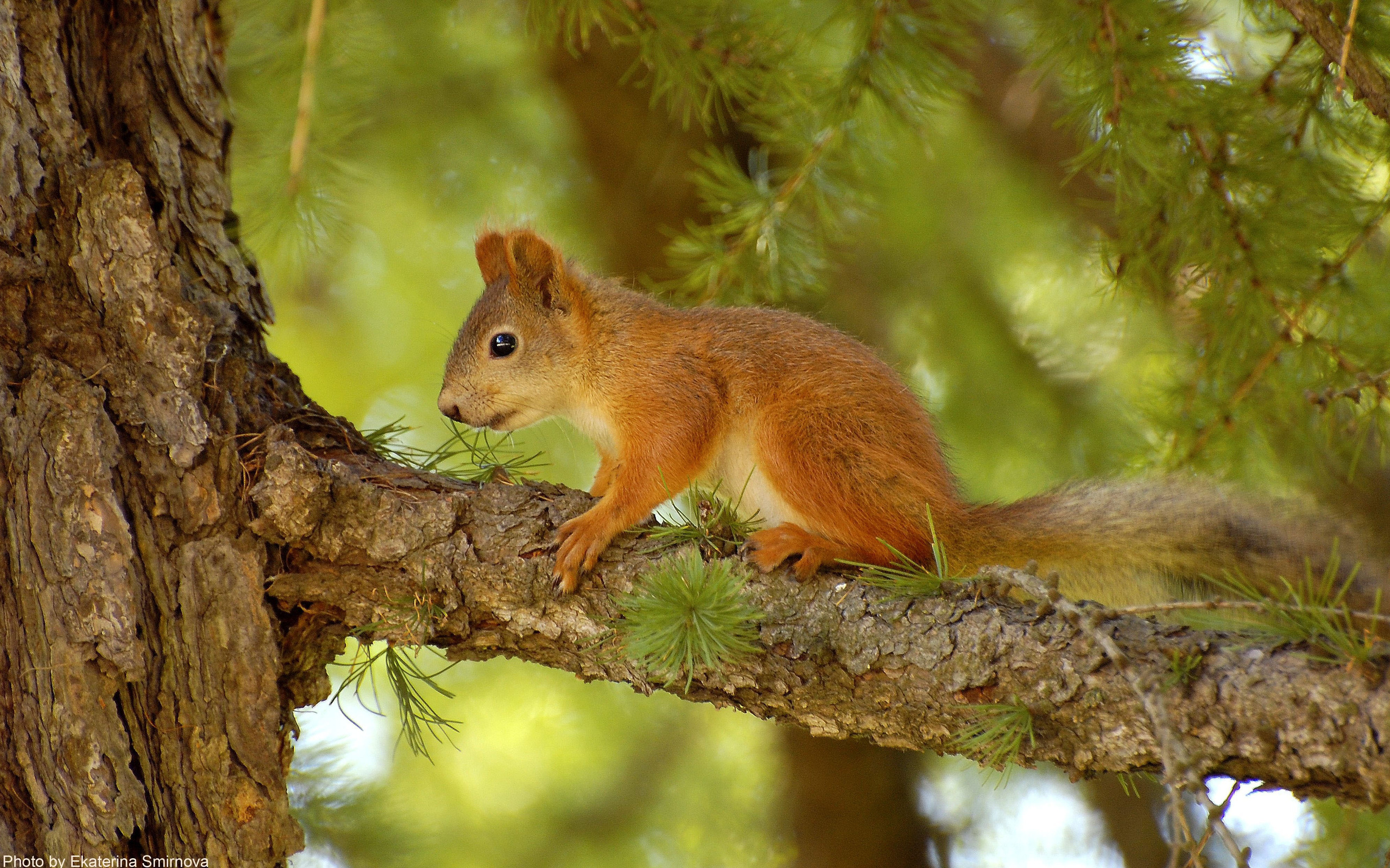 squirrel, animal HD for desktop 1080p