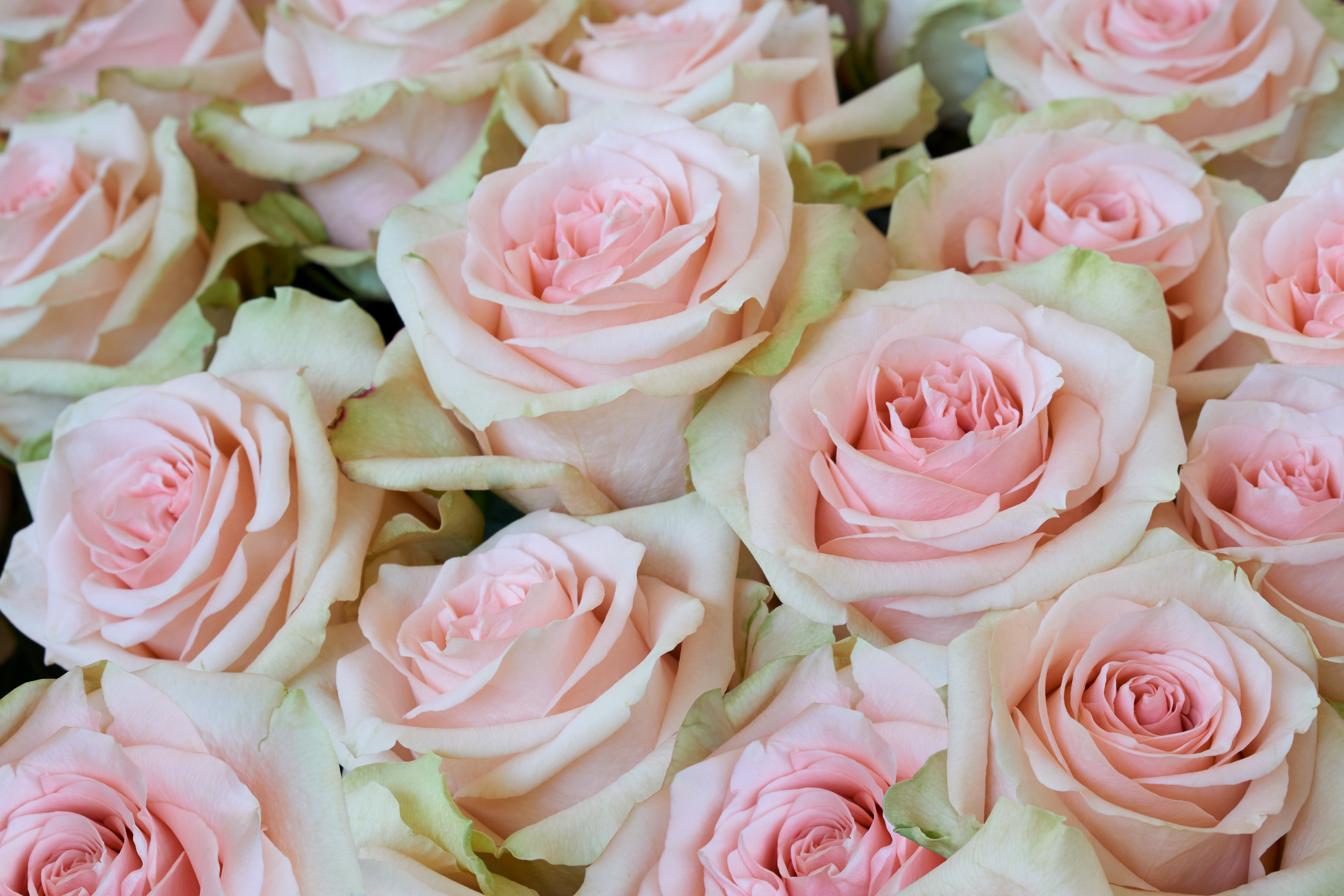 Завантажити шпалери безкоштовно Квітка, Роза, Земля, Впритул, Рожева Квітка, Флауерзи картинка на робочий стіл ПК