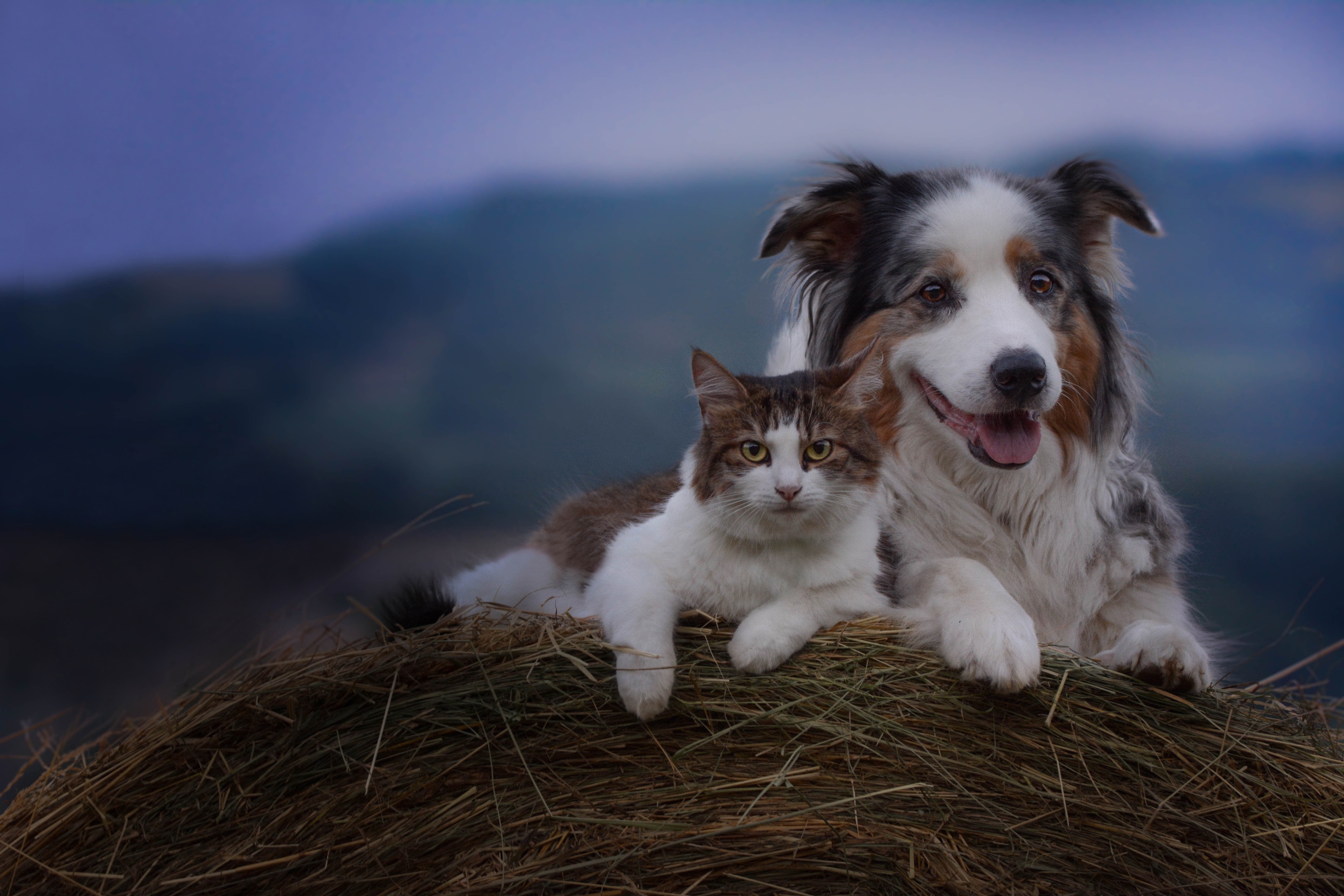 PCデスクトップに動物, ネコ, 犬, キャット＆ドッグ, オーストラリアン シェパード画像を無料でダウンロード