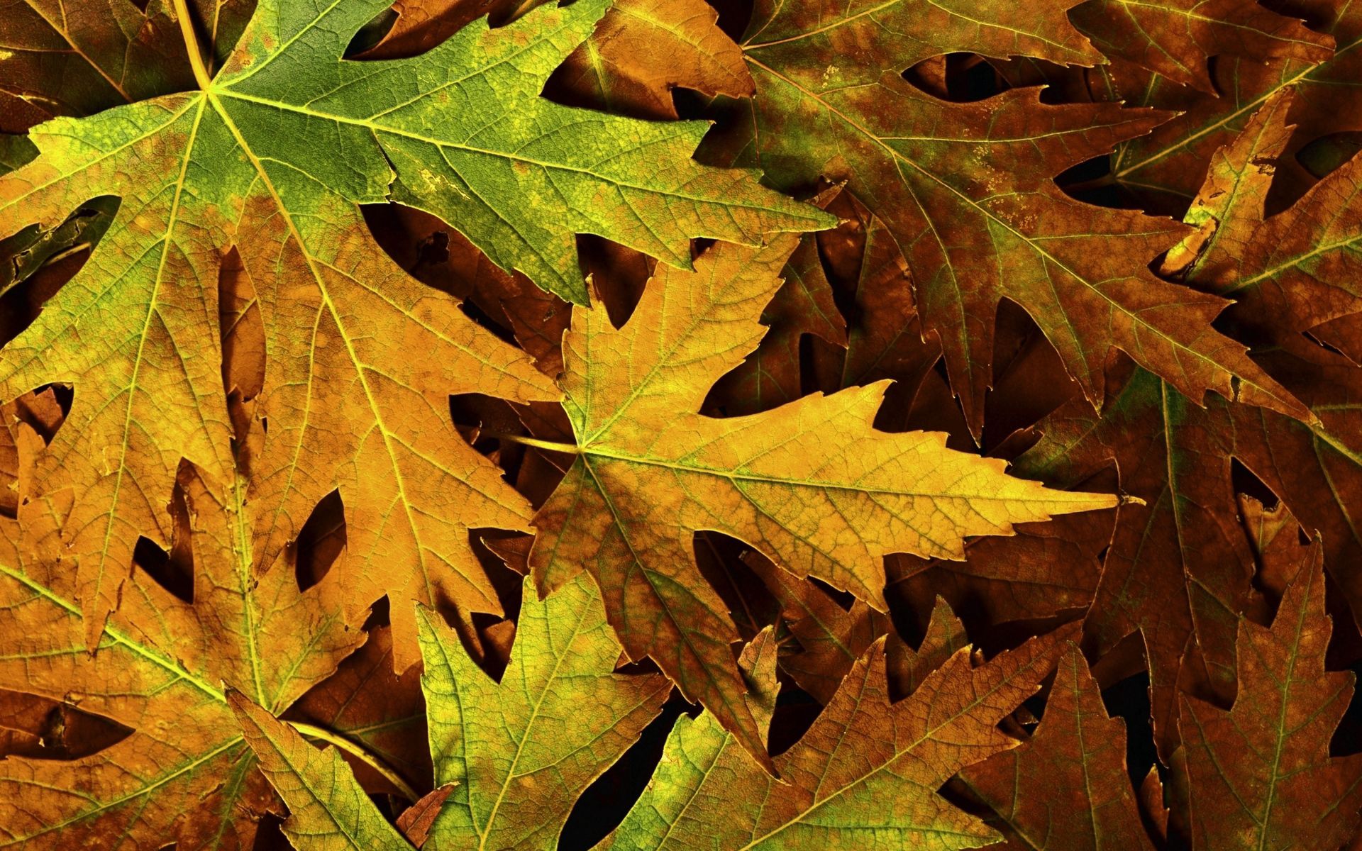 Download mobile wallpaper Dry, Nature, Leaves, Maple for free.