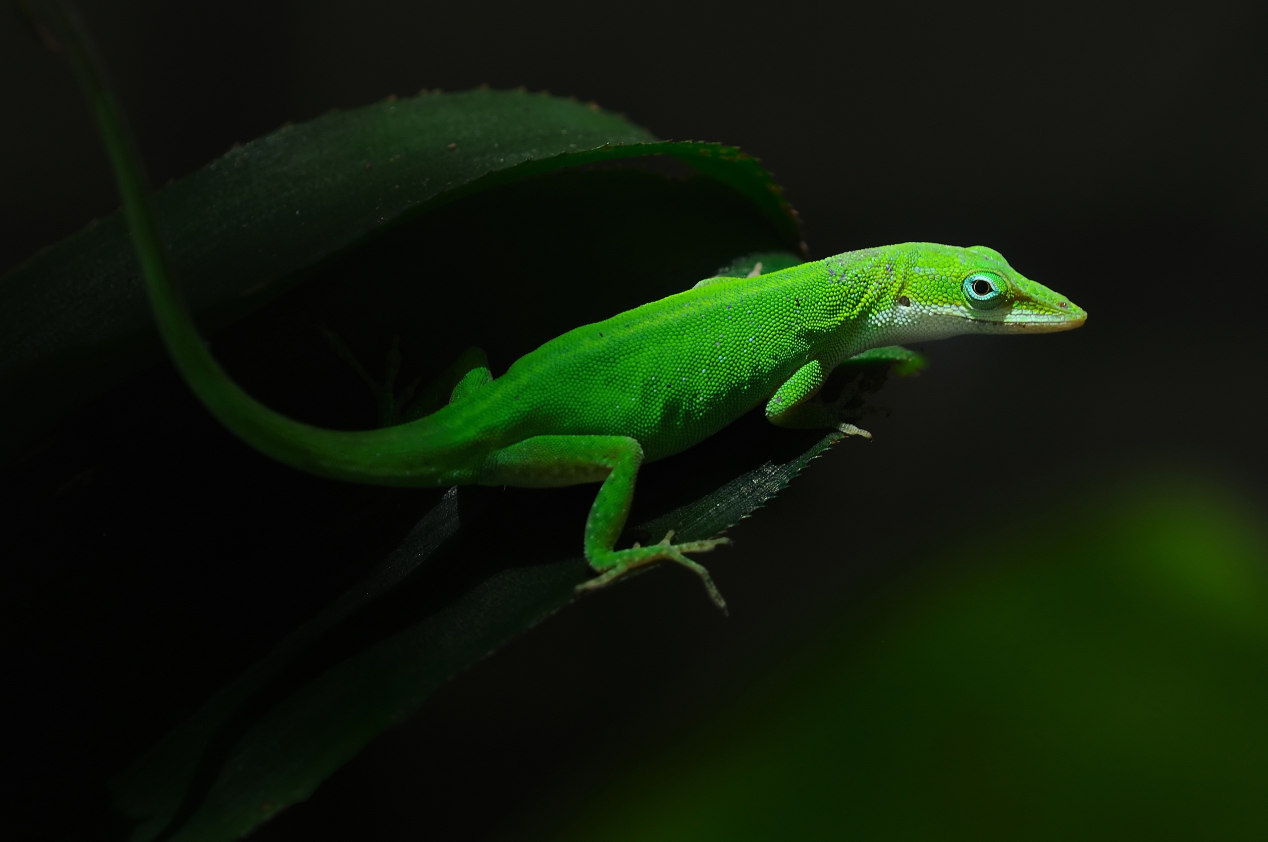 Free download wallpaper Animals, Lizard, Foliage, Darkness on your PC desktop