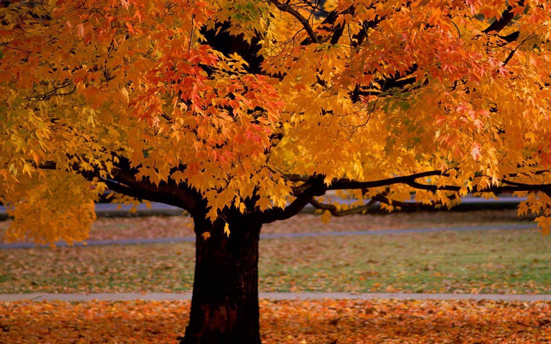 Скачать обои бесплатно Деревья, Пейзаж, Растения, Осень картинка на рабочий стол ПК