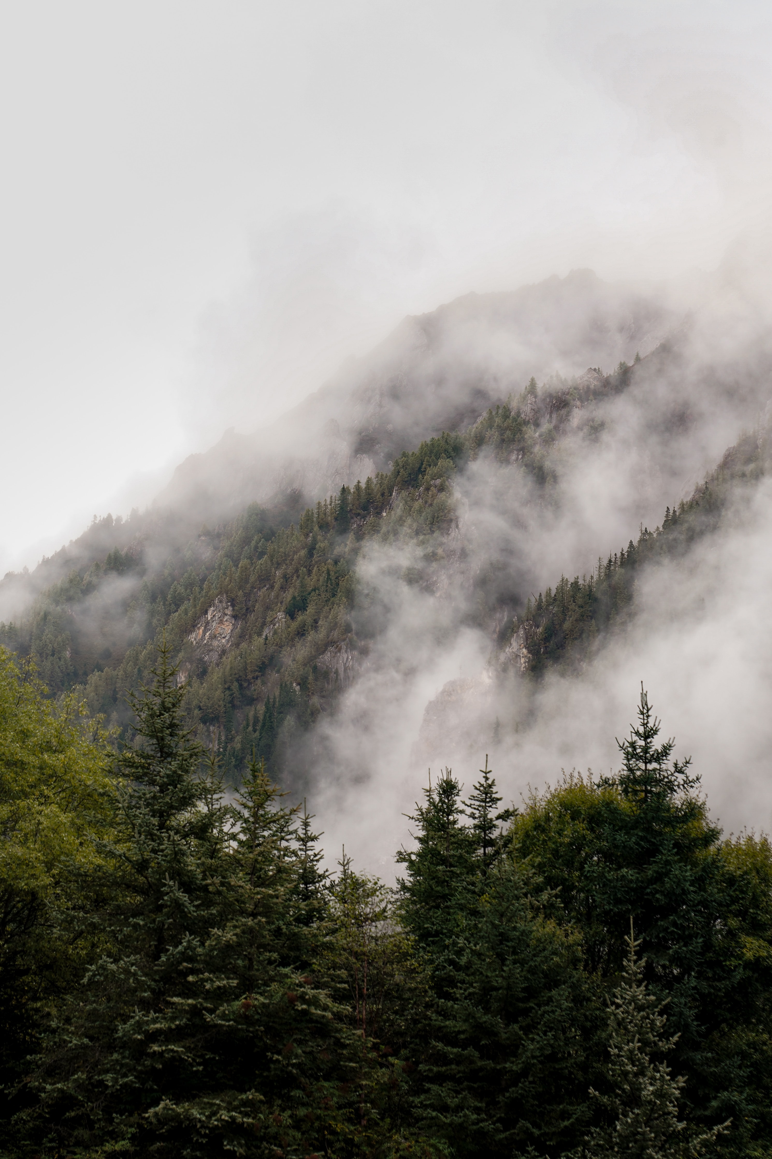 PCデスクトップに自然, 森, 霧, スプルース, モミ, 木, 森林画像を無料でダウンロード
