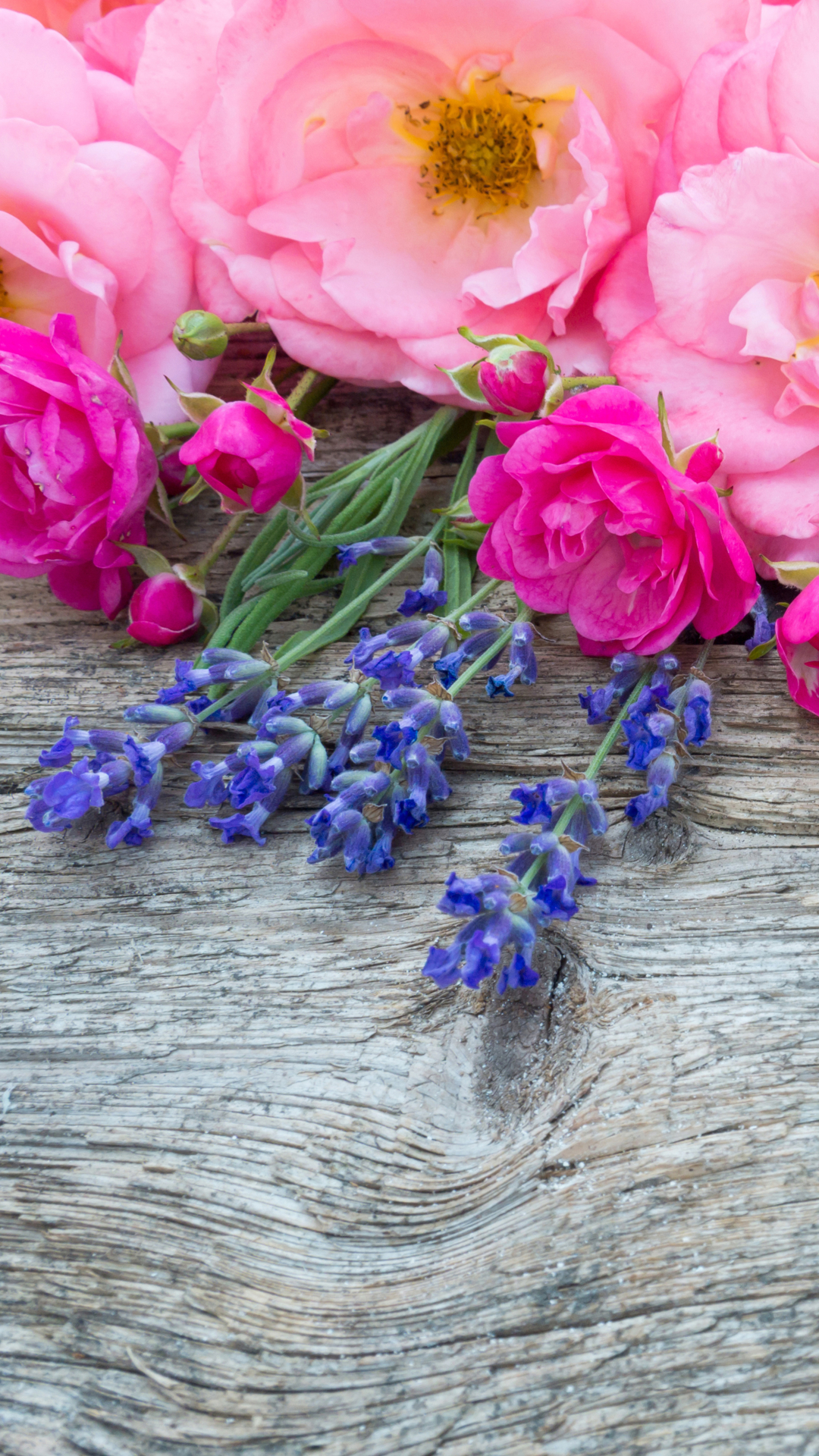 Handy-Wallpaper Blumen, Blume, Rose, Erde/natur, Pinke Blume, Blaue Blume kostenlos herunterladen.