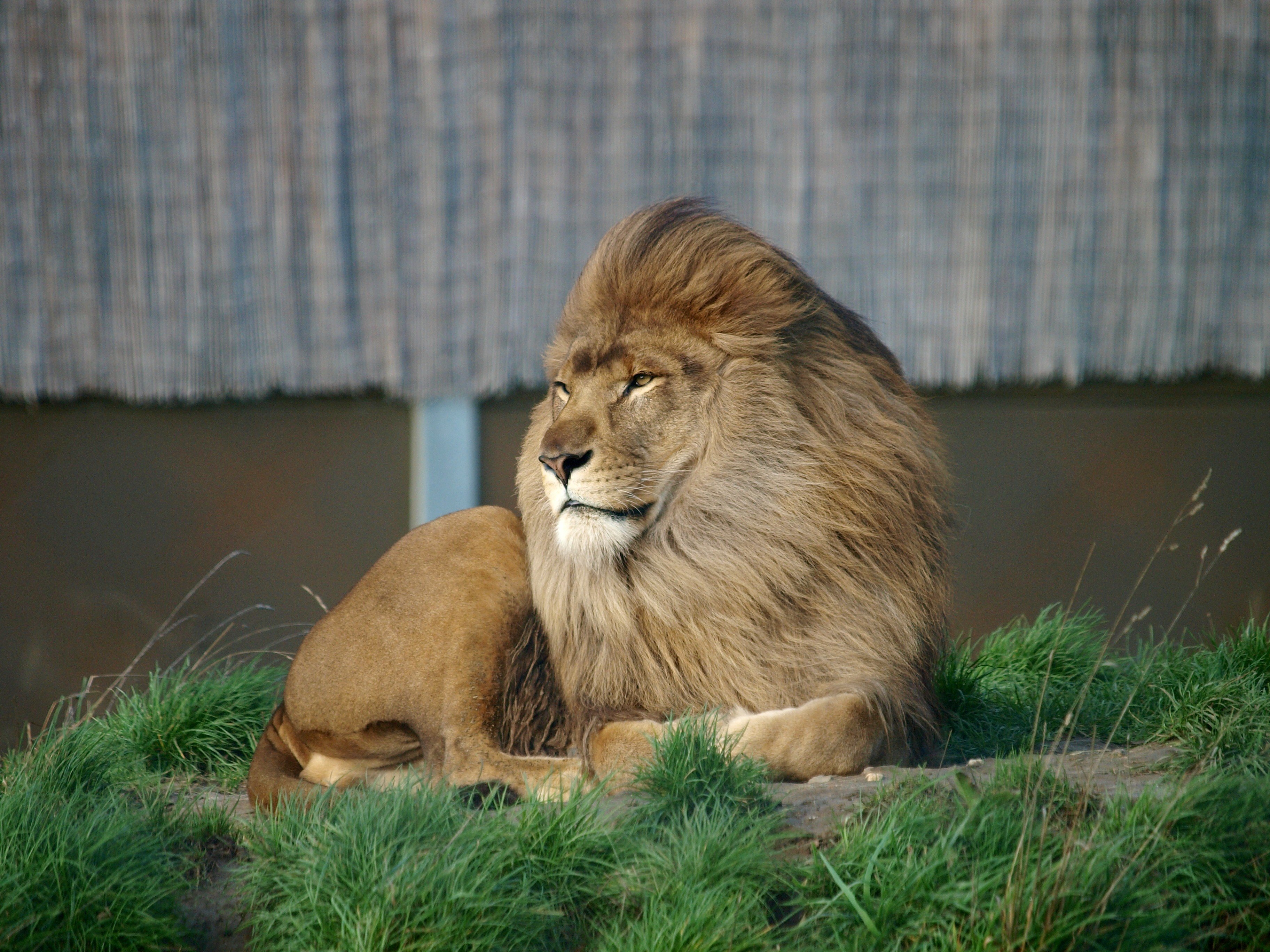 Téléchargez des papiers peints mobile Animaux, Chats, Lion gratuitement.