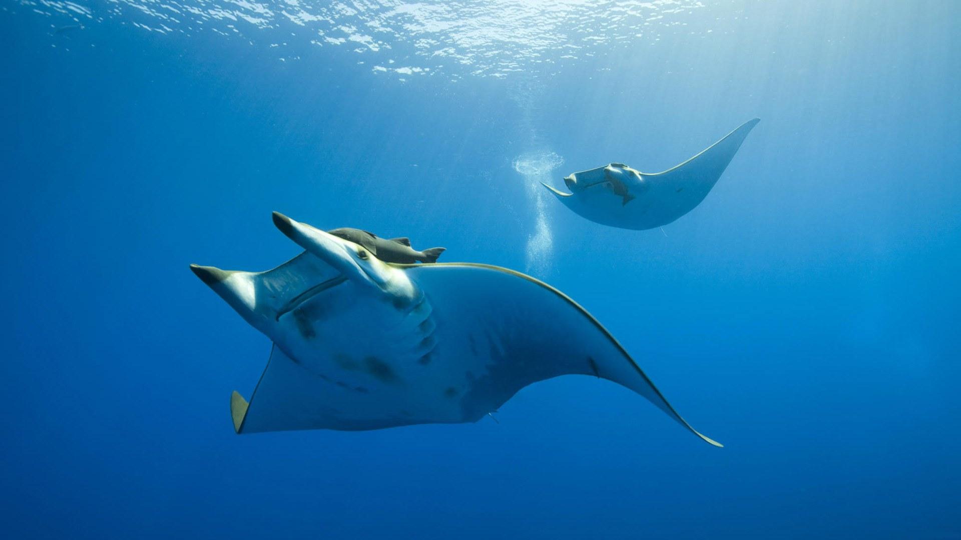 Download mobile wallpaper Animal, Manta Ray for free.