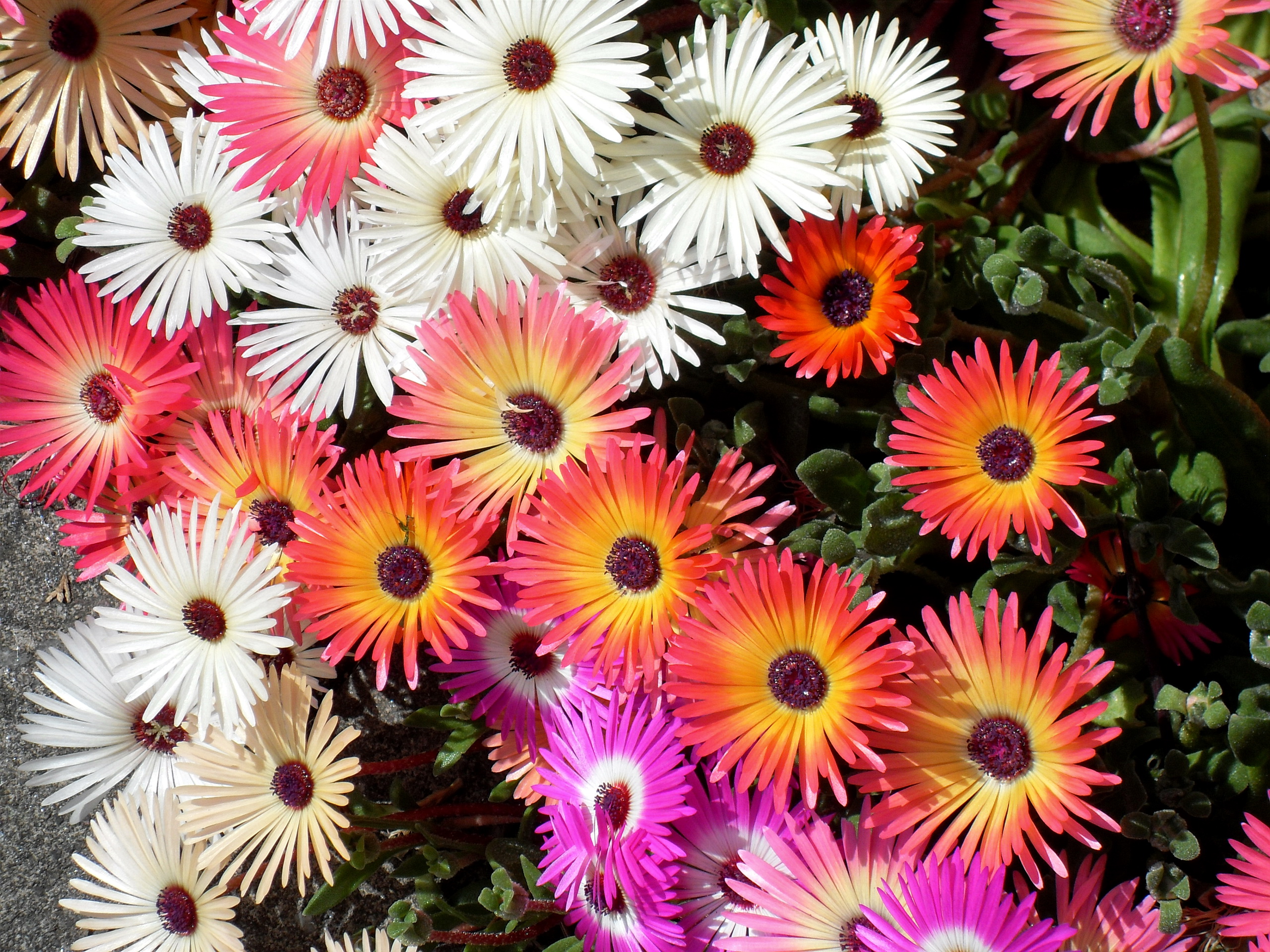 270773 Bildschirmschoner und Hintergrundbilder Blumen auf Ihrem Telefon. Laden Sie  Bilder kostenlos herunter