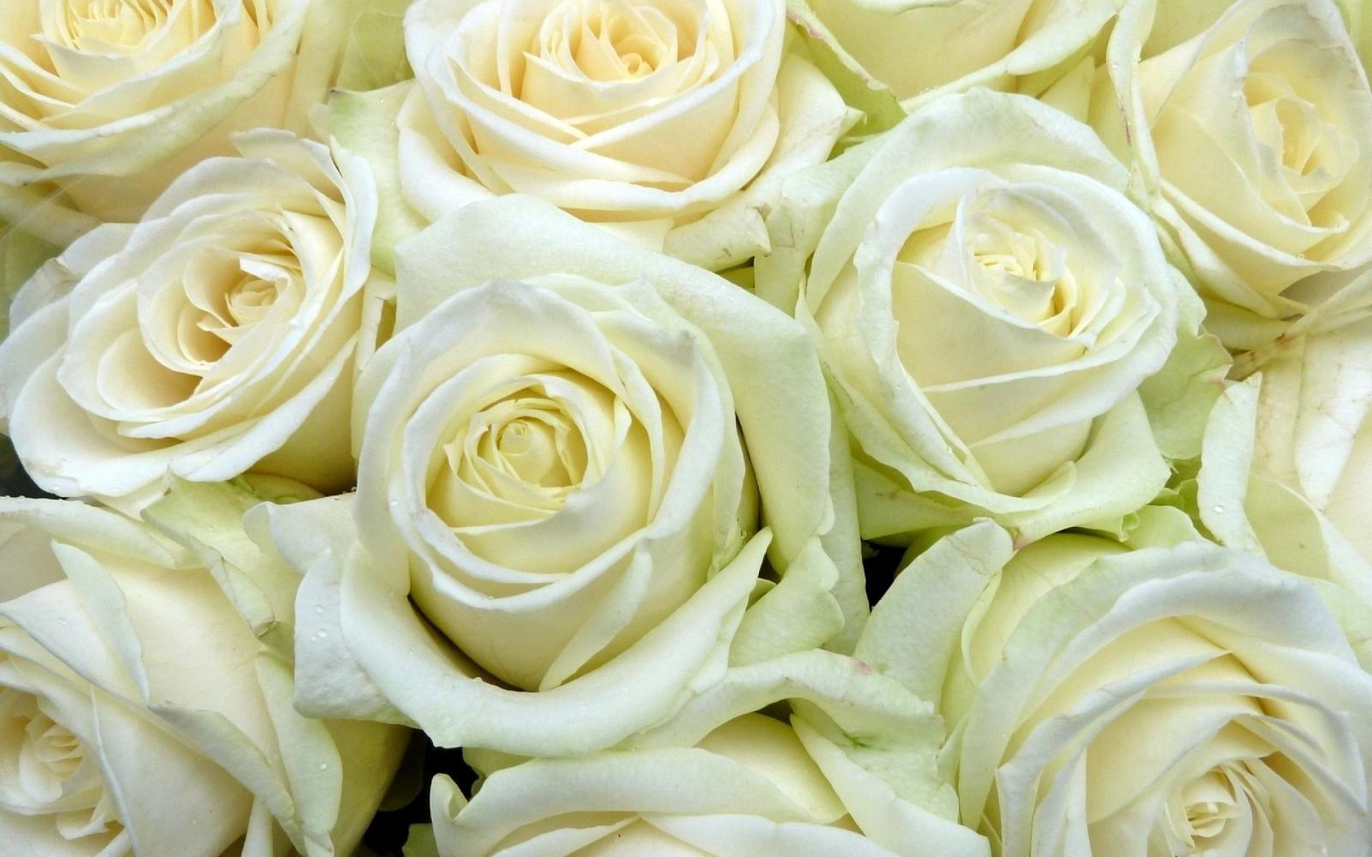 412011 скачать картинку белый цветок, земля/природа, роза, цветок, белая роза, флауэрсы - обои и заставки бесплатно