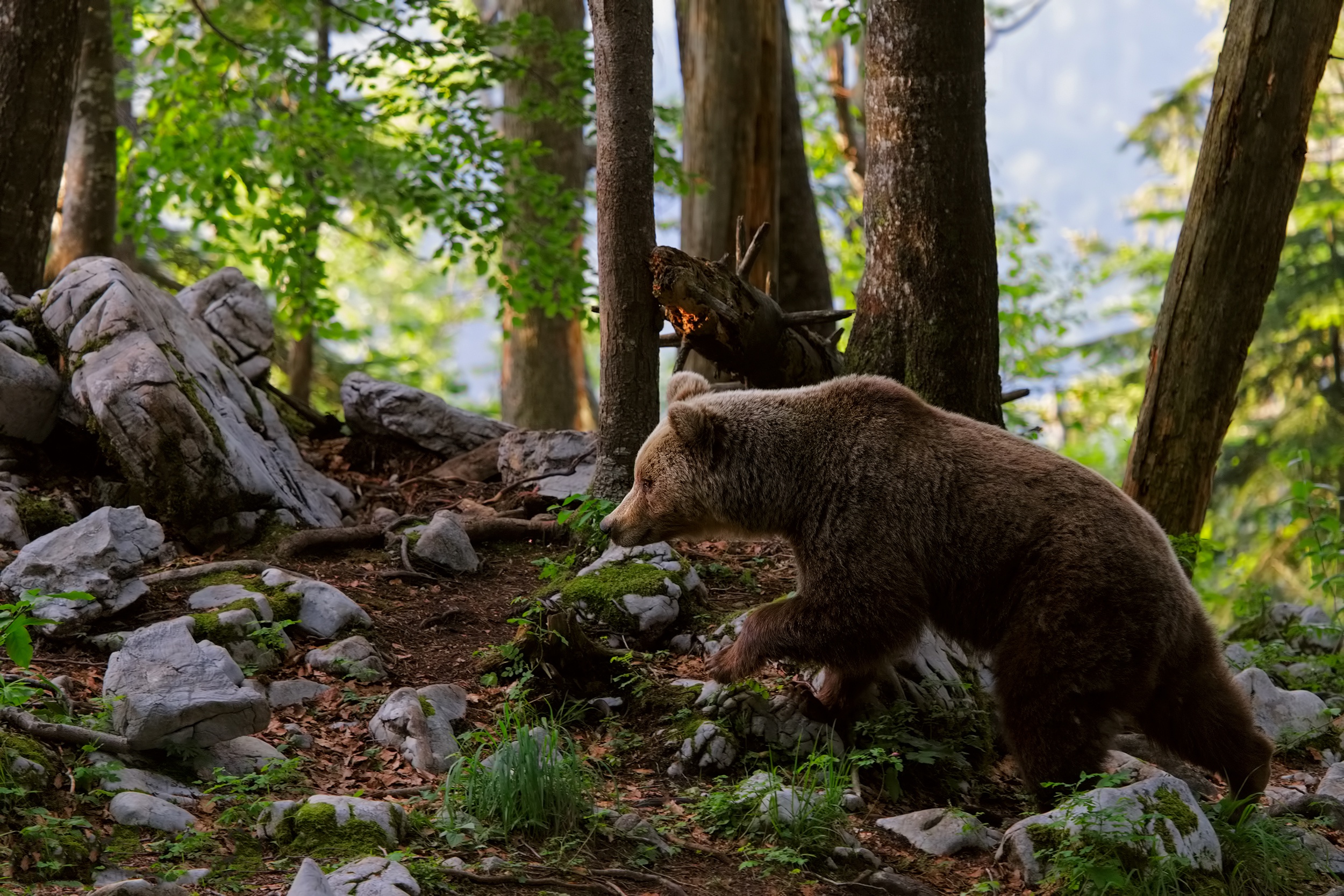 Laden Sie das Tiere, Bären, Bär-Bild kostenlos auf Ihren PC-Desktop herunter