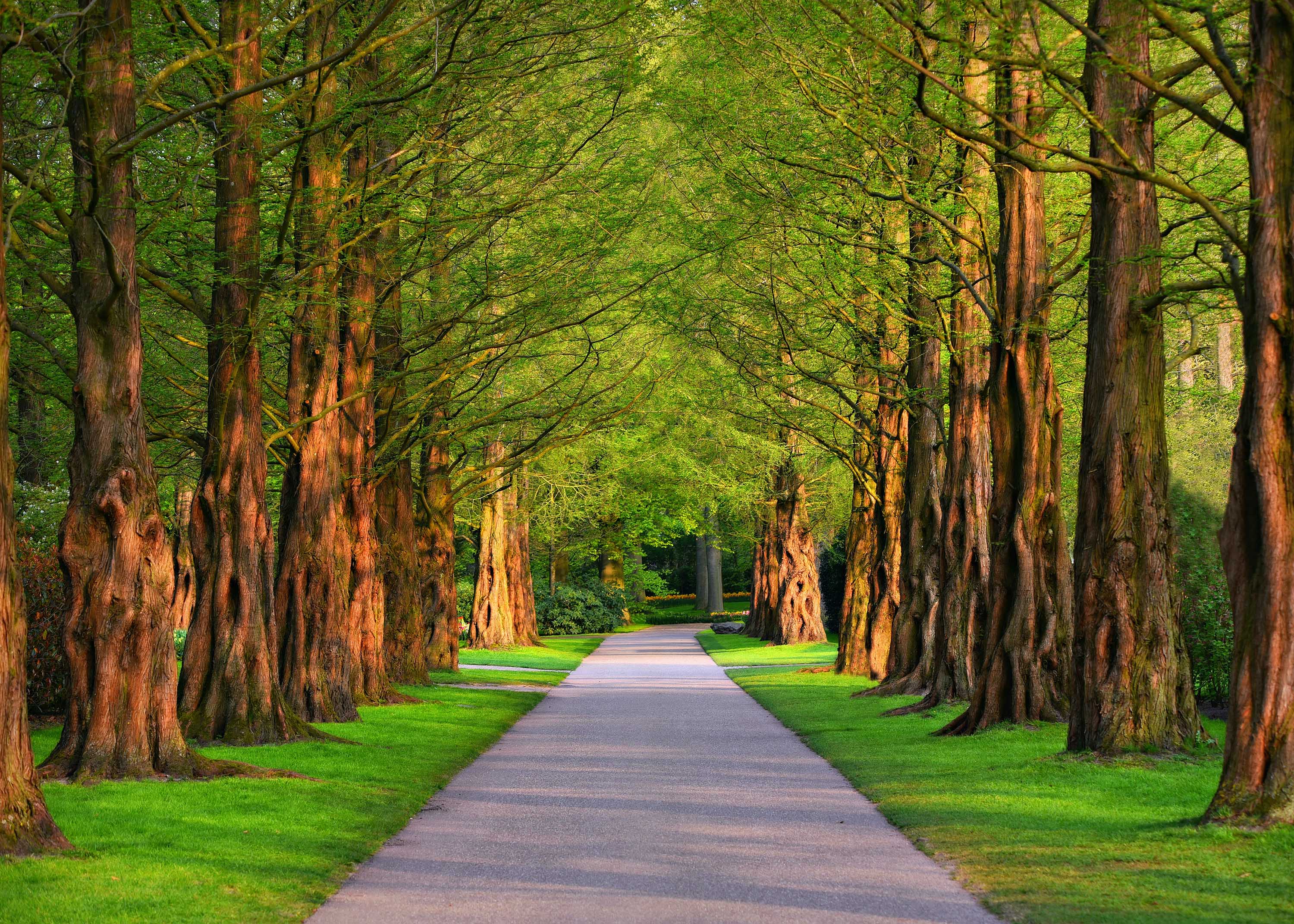 Download mobile wallpaper Park, Tree, Path, Man Made for free.