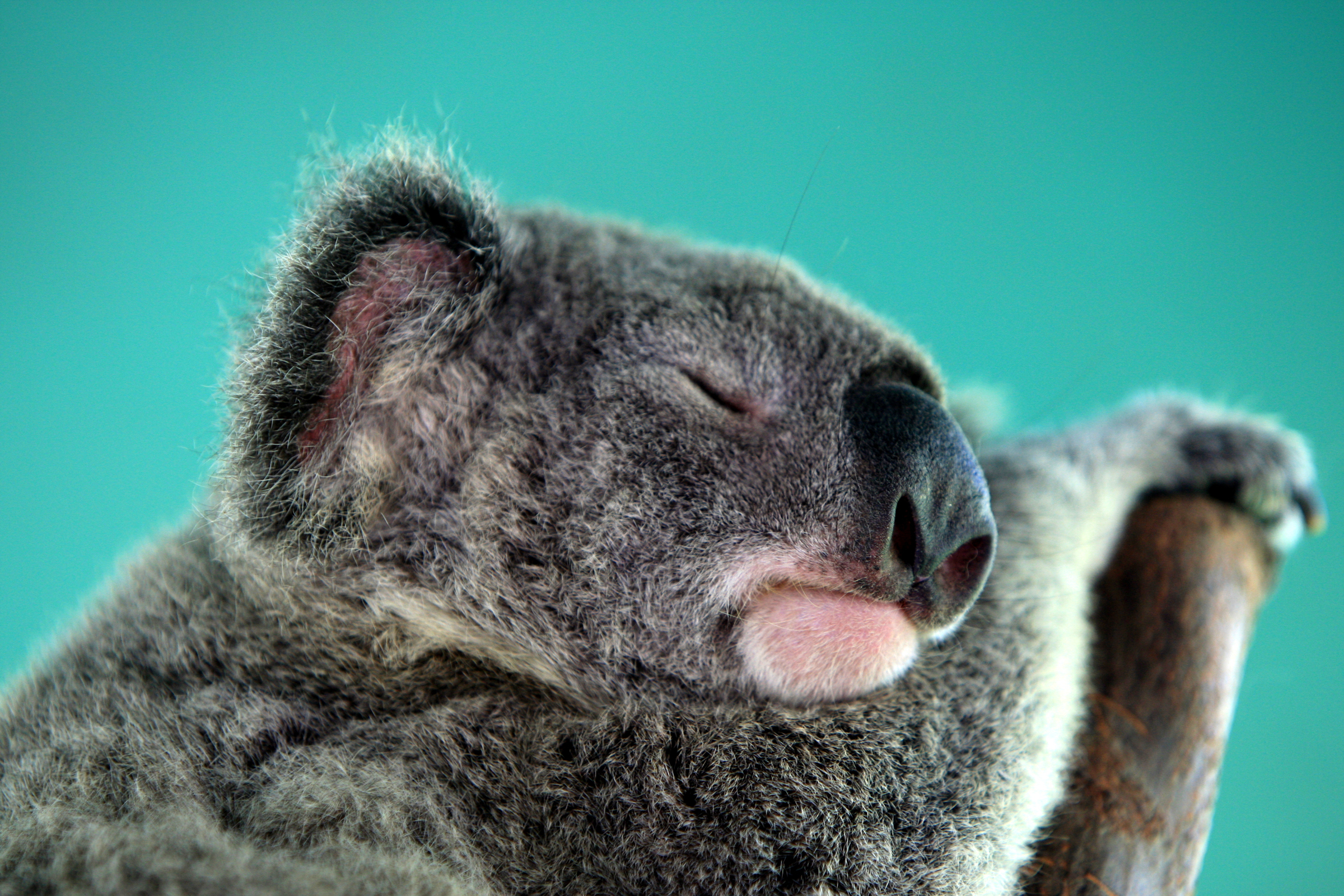 103793 descargar imagen animales, bozal, dormir, soñar, coala, koala: fondos de pantalla y protectores de pantalla gratis