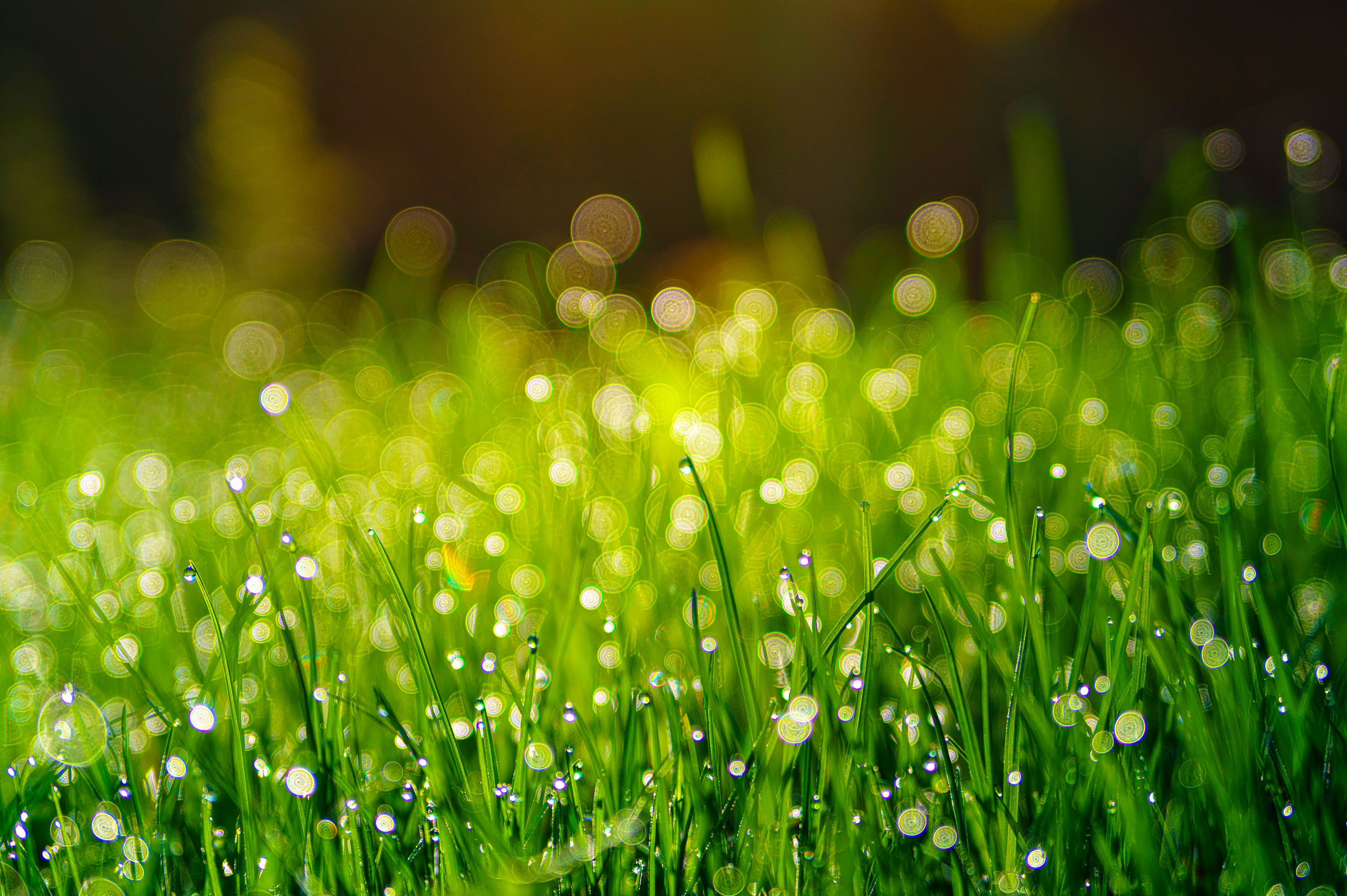 Free download wallpaper Grass, Earth, Water Drop on your PC desktop