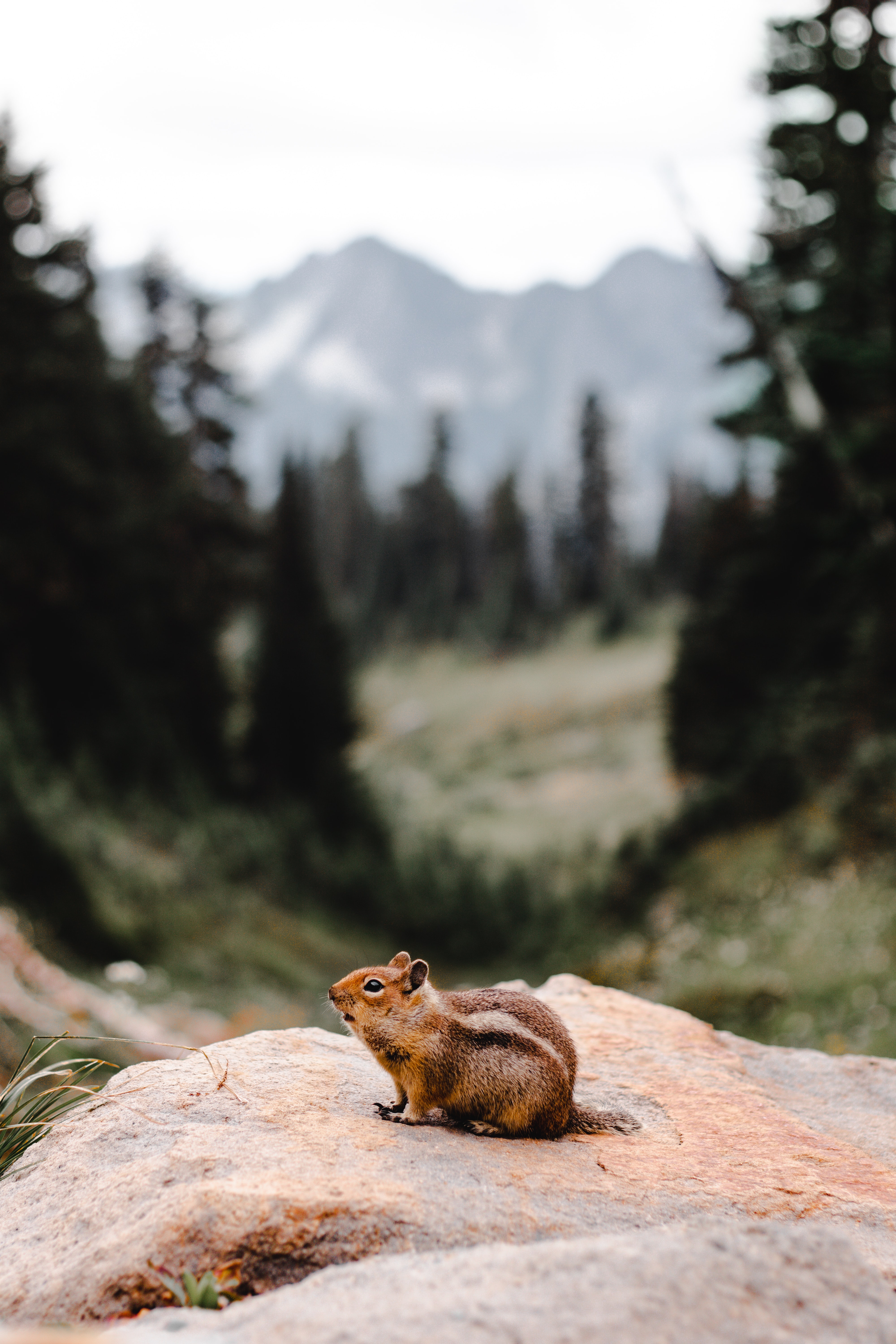 rodent, animals, rock, fluffy, stone, chipmunk cell phone wallpapers