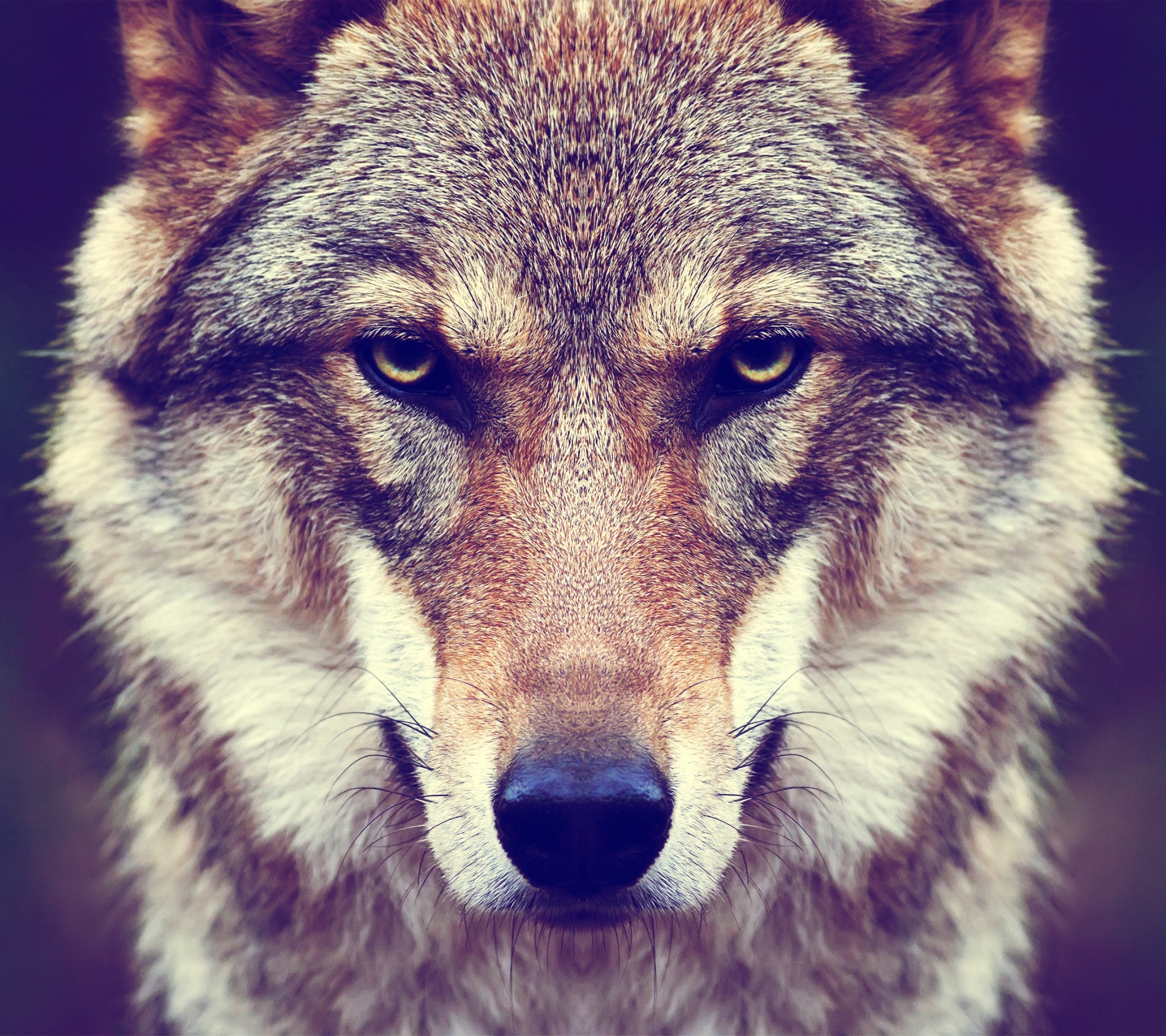 Free download wallpaper Muzzle, Wolf, Animal, Face, Stare, Wolves on your PC desktop