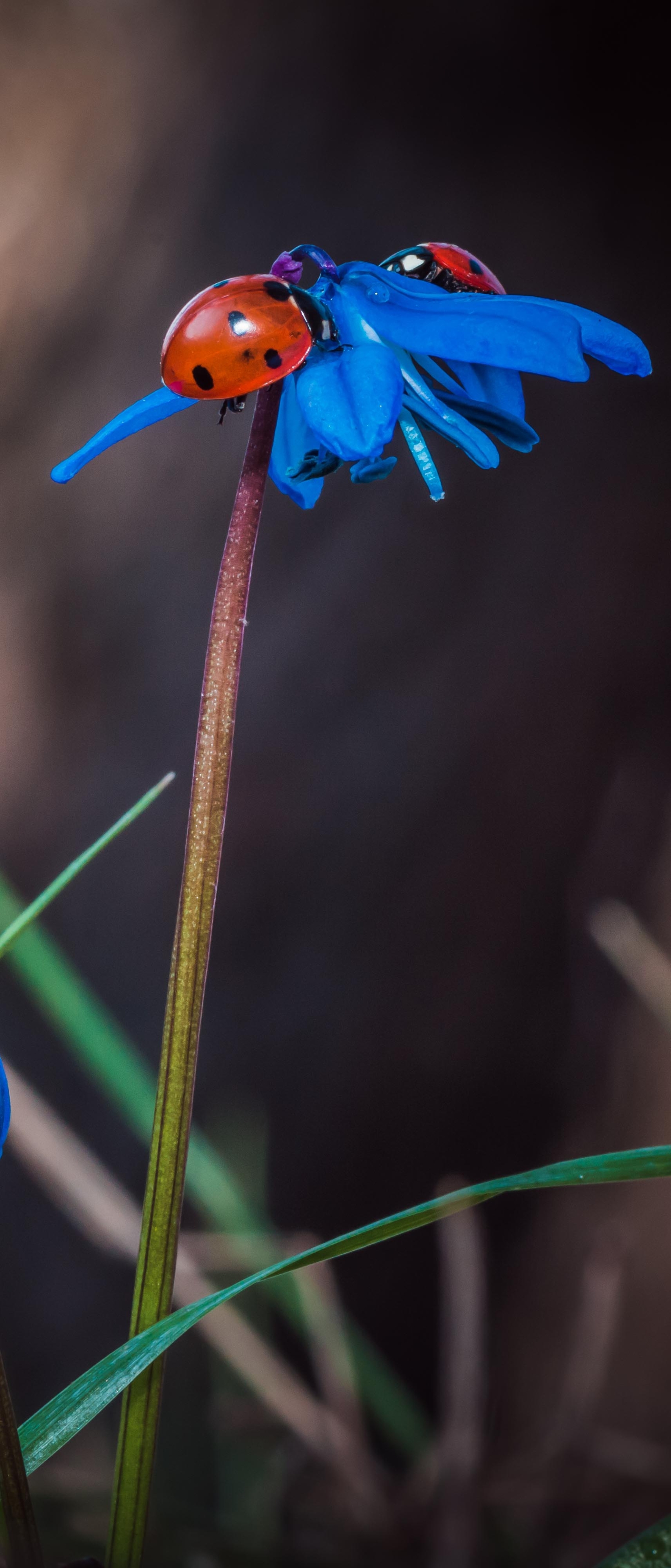 Handy-Wallpaper Tiere, Marienkäfer, Blume, Makro, Insekt, Blaue Blume kostenlos herunterladen.