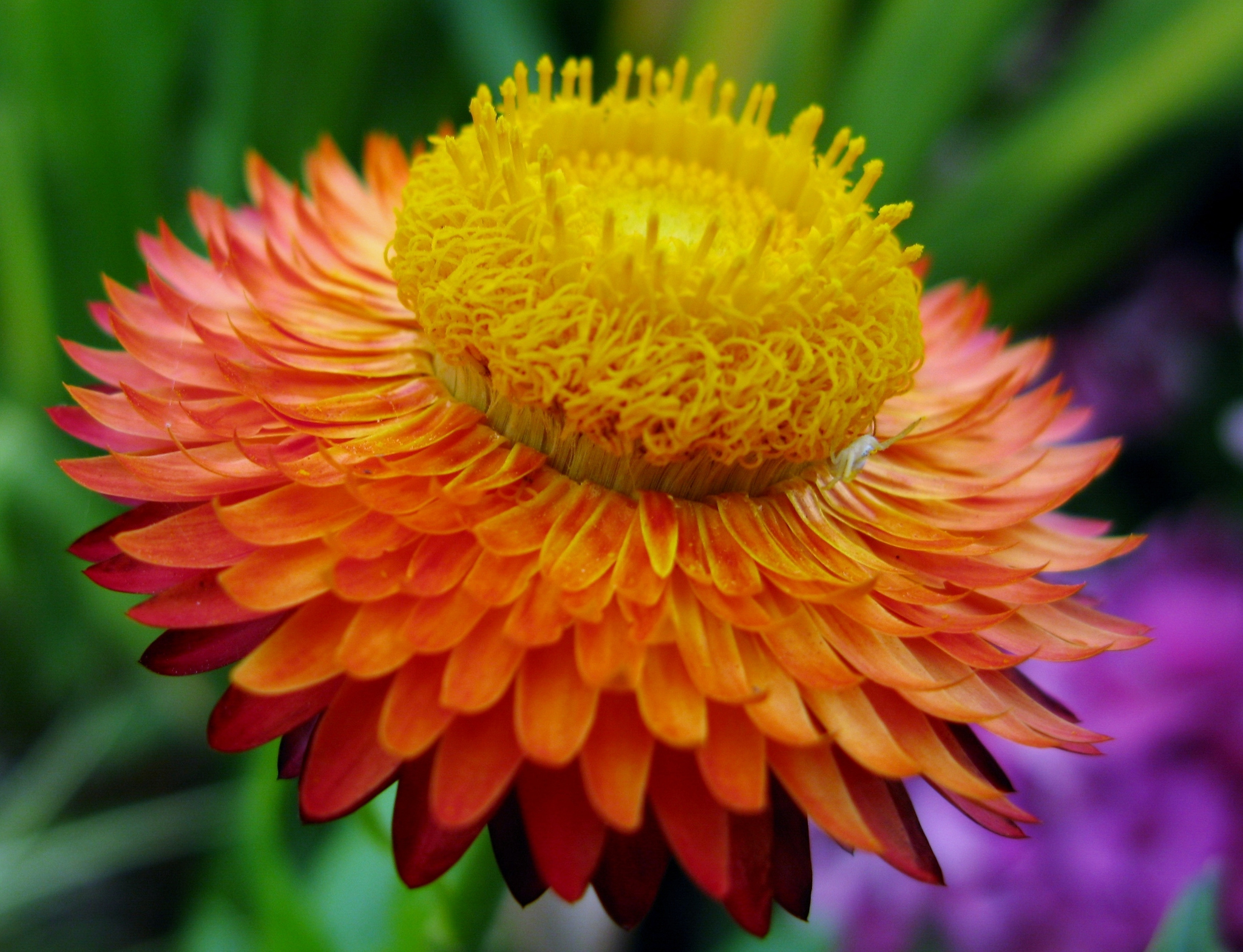 Free download wallpaper Flowers, Flower, Earth, Orange Flower on your PC desktop