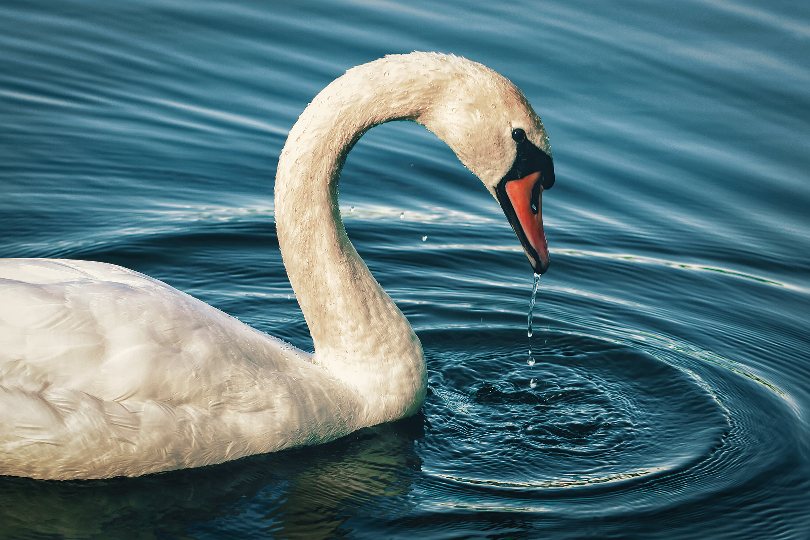 Free download wallpaper Birds, Bird, Animal, Mute Swan on your PC desktop