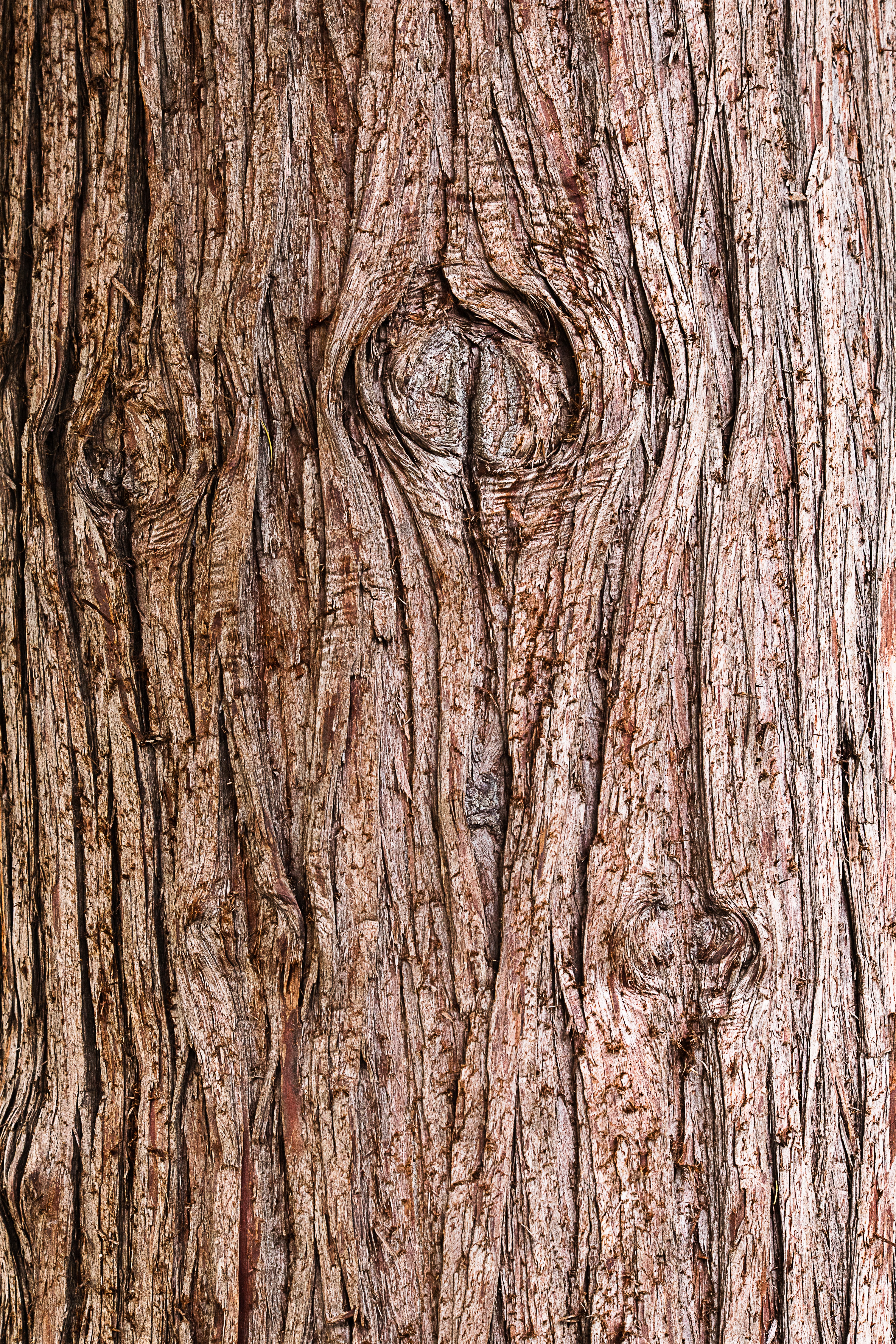 texture, bark, wooden, wood, tree, textures cellphone