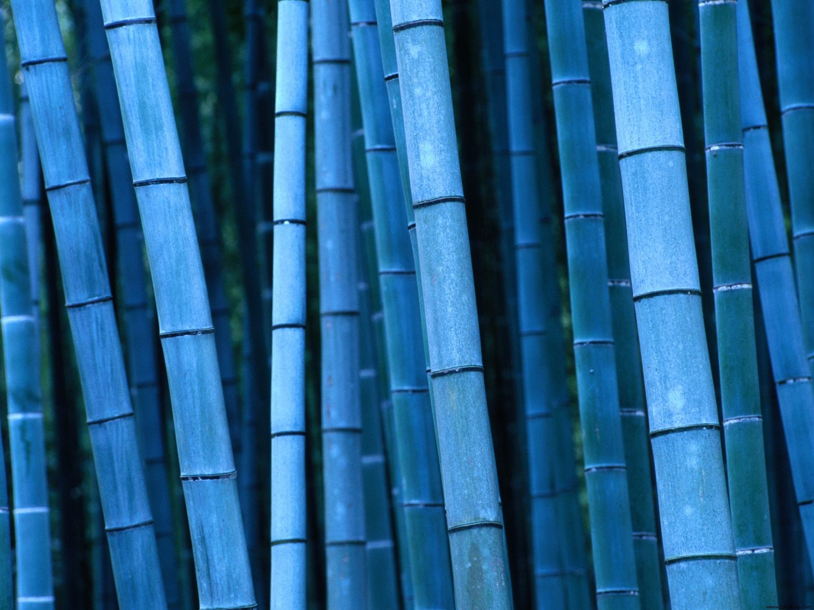 1078137 Hintergrundbild herunterladen blau, künstlerisch, natur, bambus - Bildschirmschoner und Bilder kostenlos
