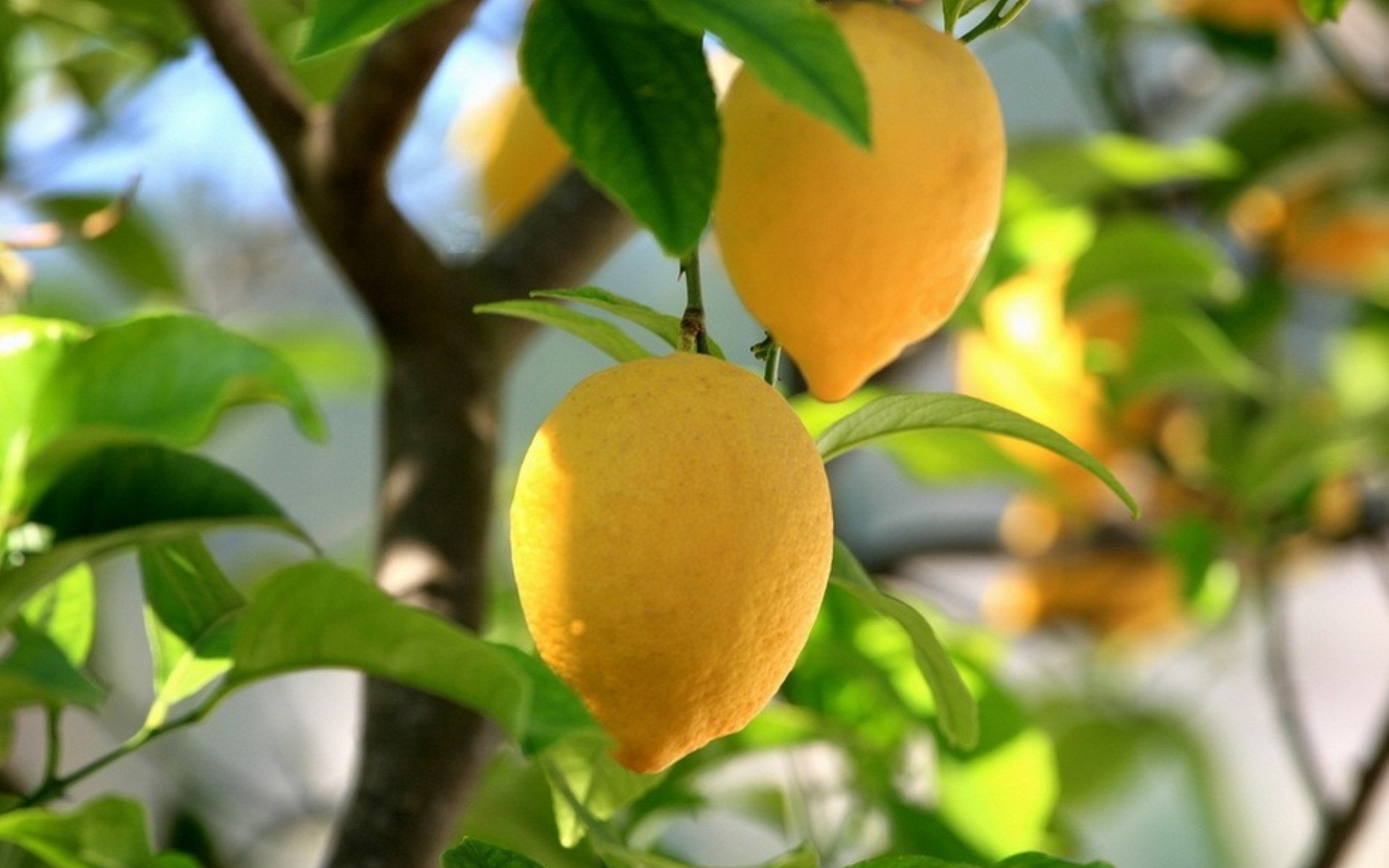 plants, lemons