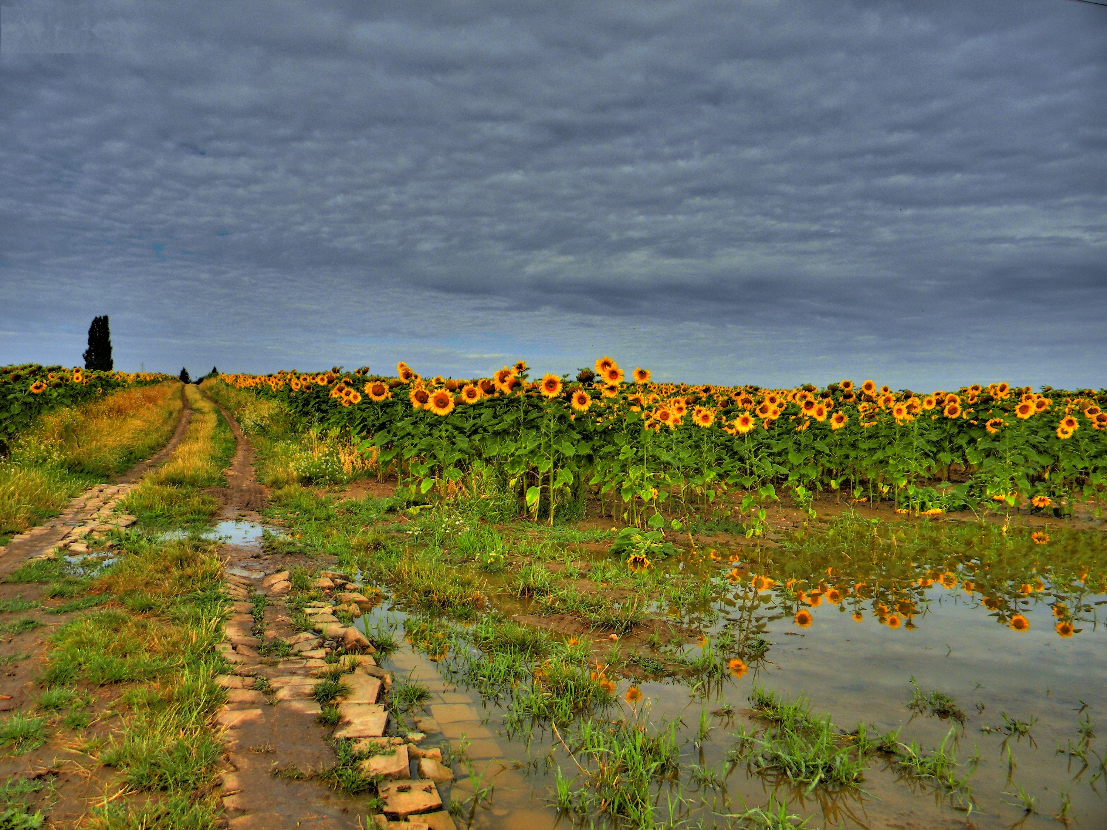 Descarga gratuita de fondo de pantalla para móvil de Girasol, Flores, Tierra/naturaleza.