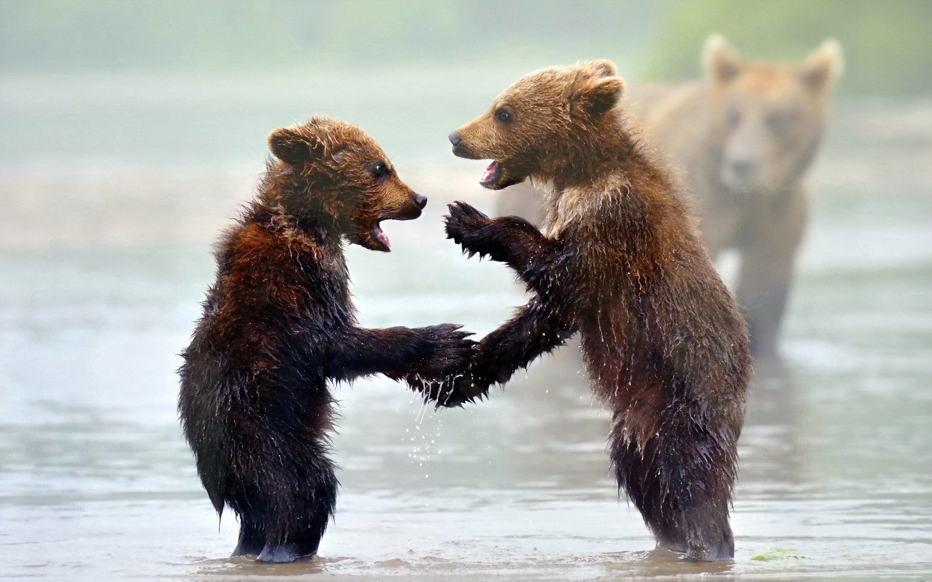 bears, animals, water, young, fog, cubs, teddy bears Full HD