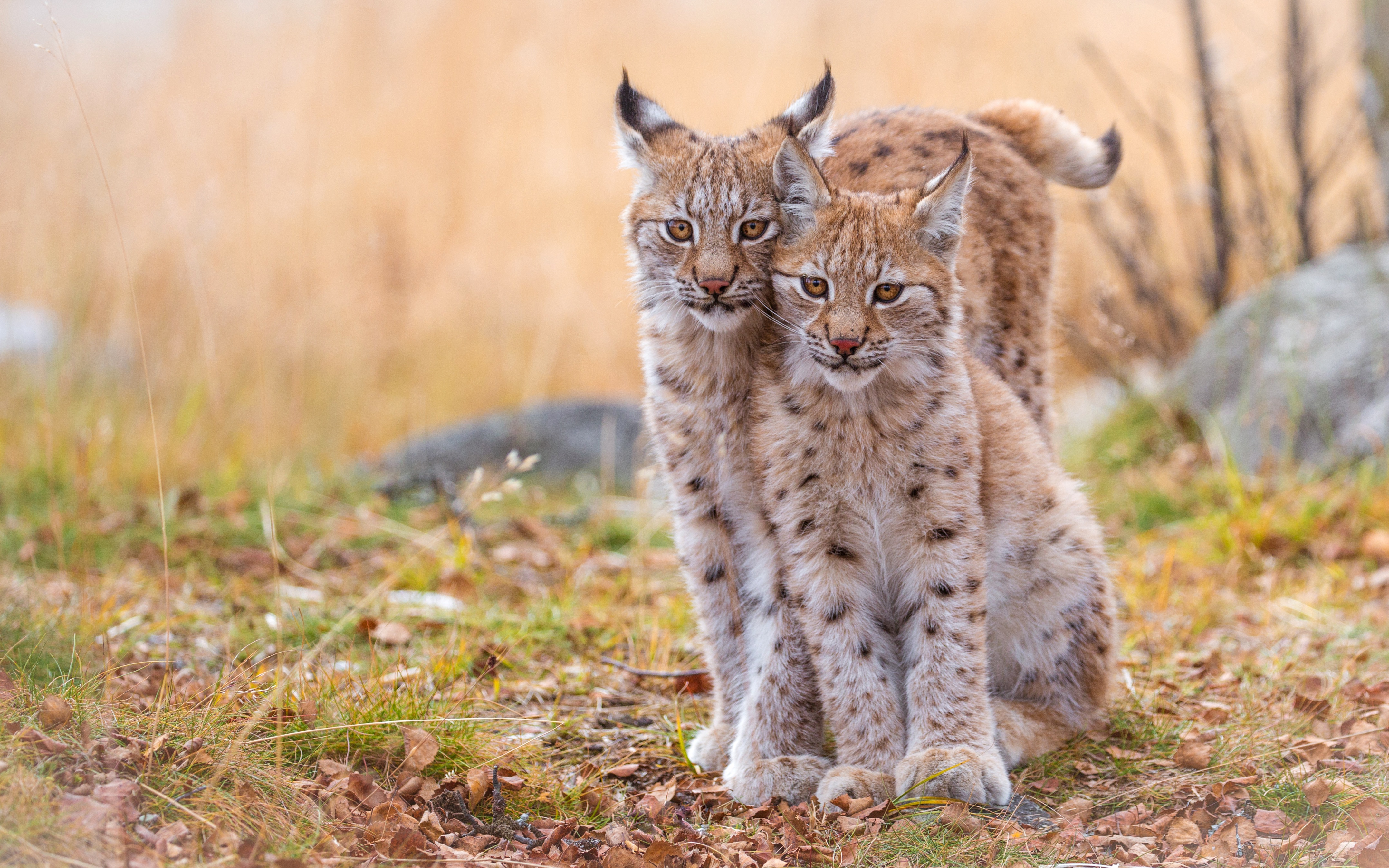 Téléchargez gratuitement l'image Animaux, Chats, Lynx, Lionceau, Bébé Animal sur le bureau de votre PC