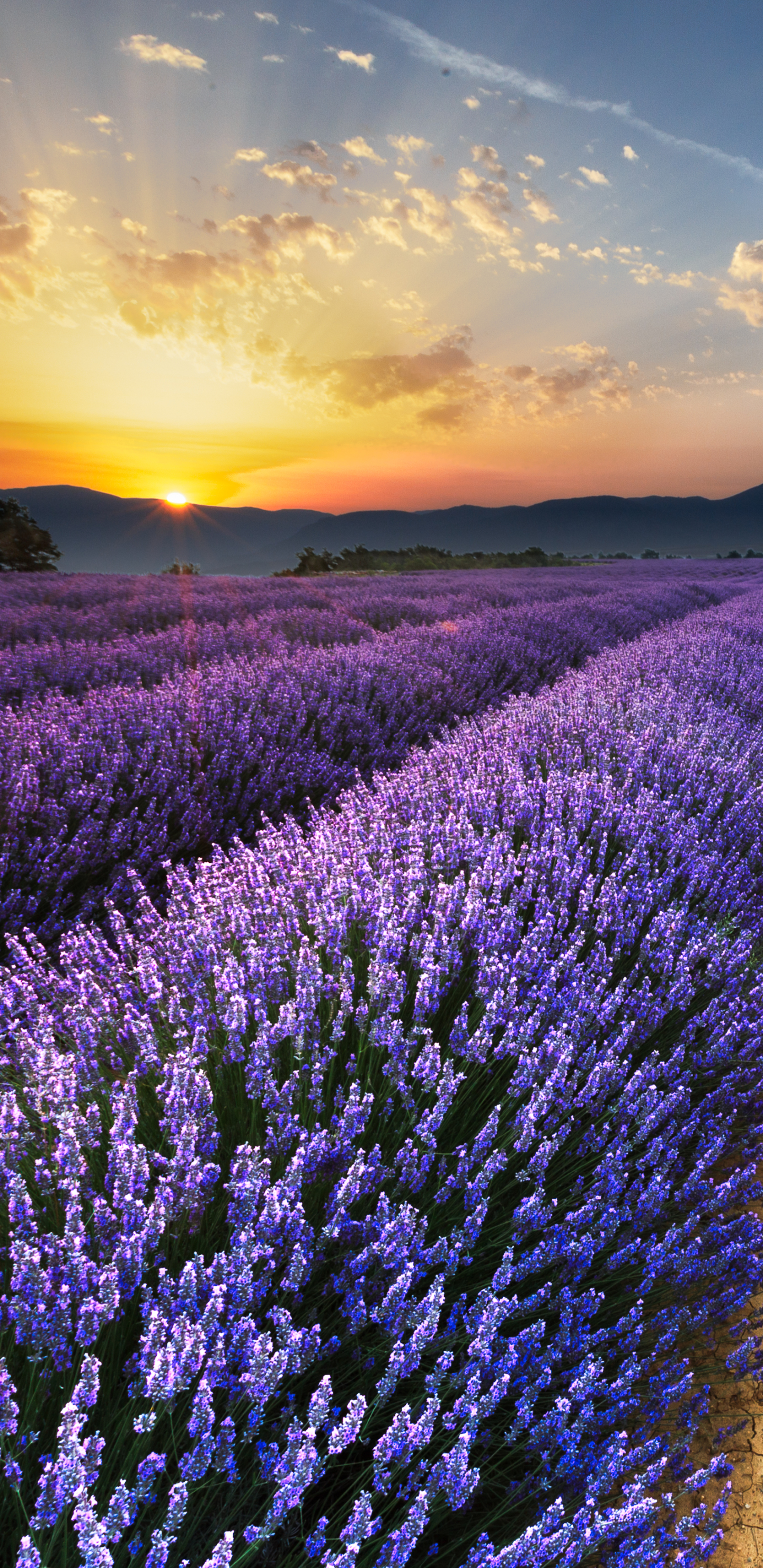 Free download wallpaper Landscape, Nature, Flowers, Flower, Sunrise, Earth, Field, Lavender, Purple Flower on your PC desktop