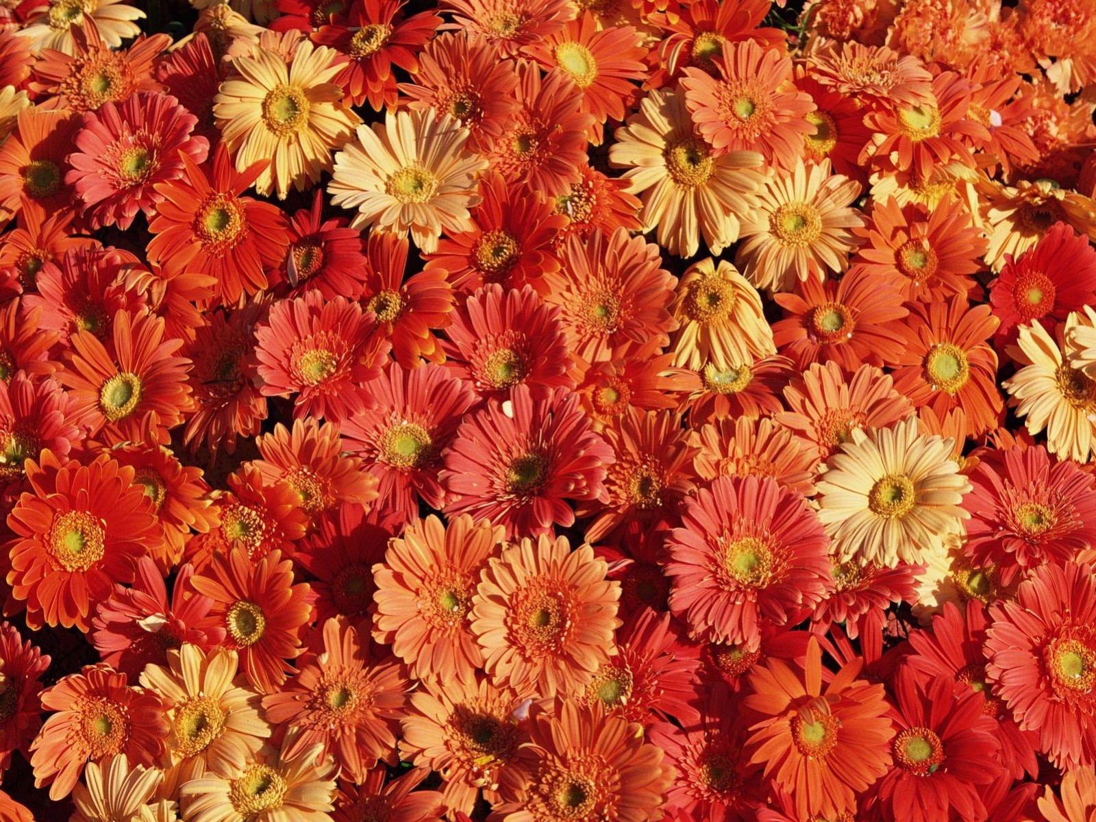 Laden Sie das Blumen, Gerbera, Blume, Nahansicht, Erde/natur, Orangene Blume-Bild kostenlos auf Ihren PC-Desktop herunter