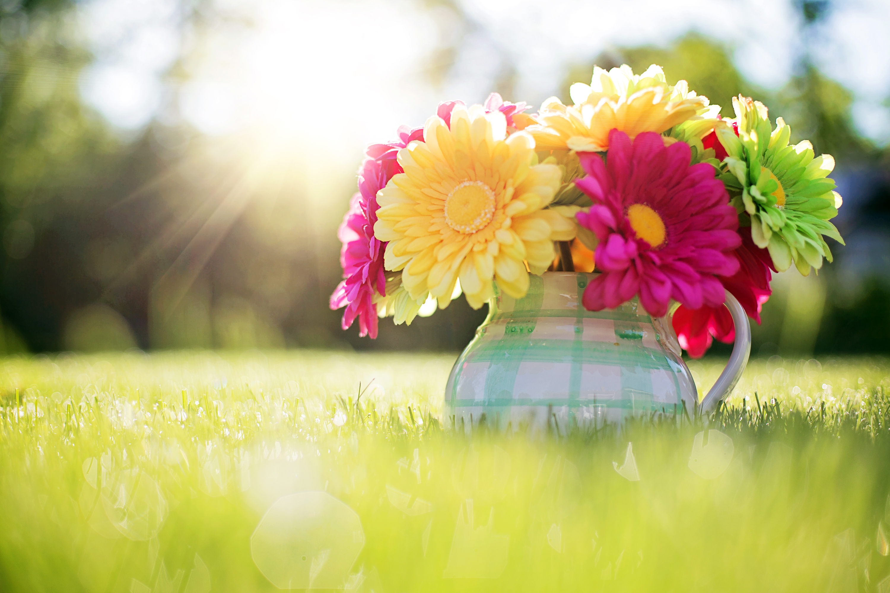 Laden Sie das Gerbera, Blume, Krug, Sonnig, Gras, Gelbe Blume, Menschengemacht, Pinke Blume-Bild kostenlos auf Ihren PC-Desktop herunter