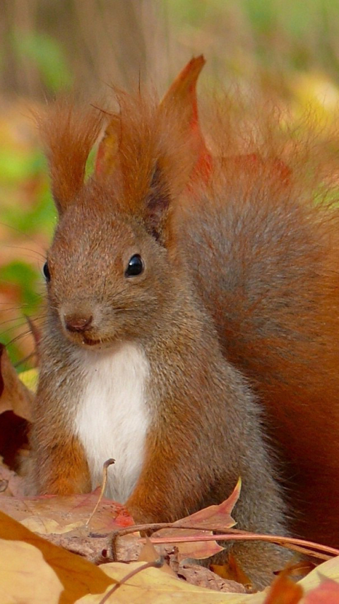 Handy-Wallpaper Tiere, Eichhörnchen kostenlos herunterladen.