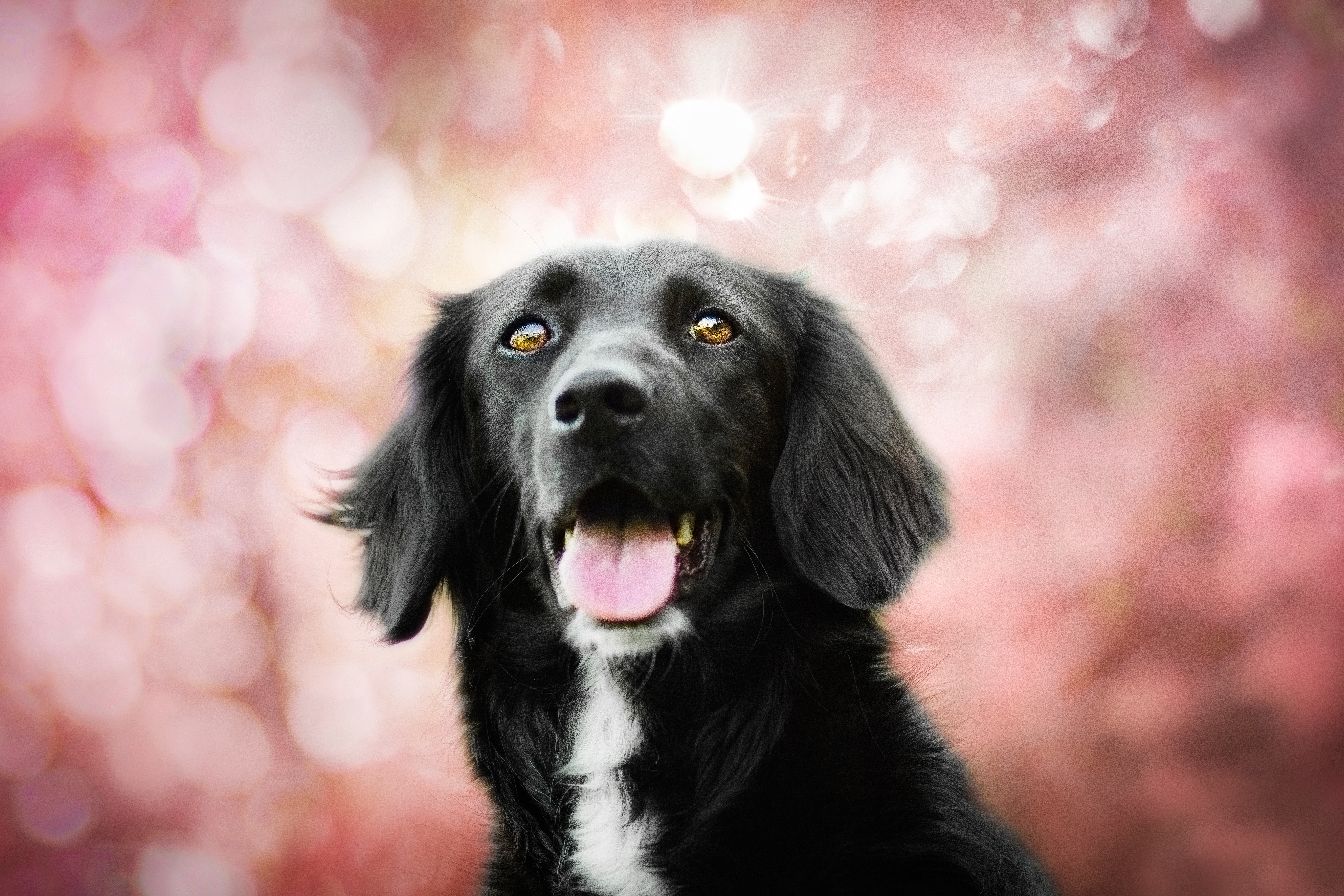 Download mobile wallpaper Dogs, Dog, Muzzle, Animal, Bokeh, Border Collie for free.