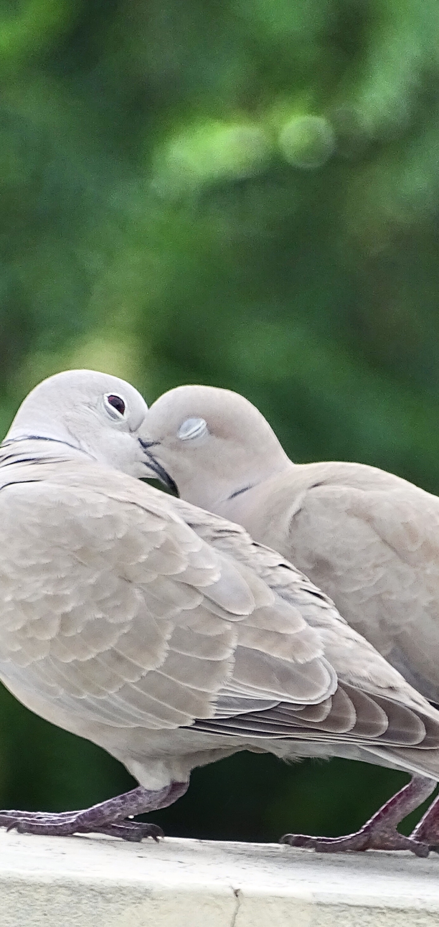 Free download wallpaper Birds, Love, Bird, Animal, Bokeh, Dove on your PC desktop
