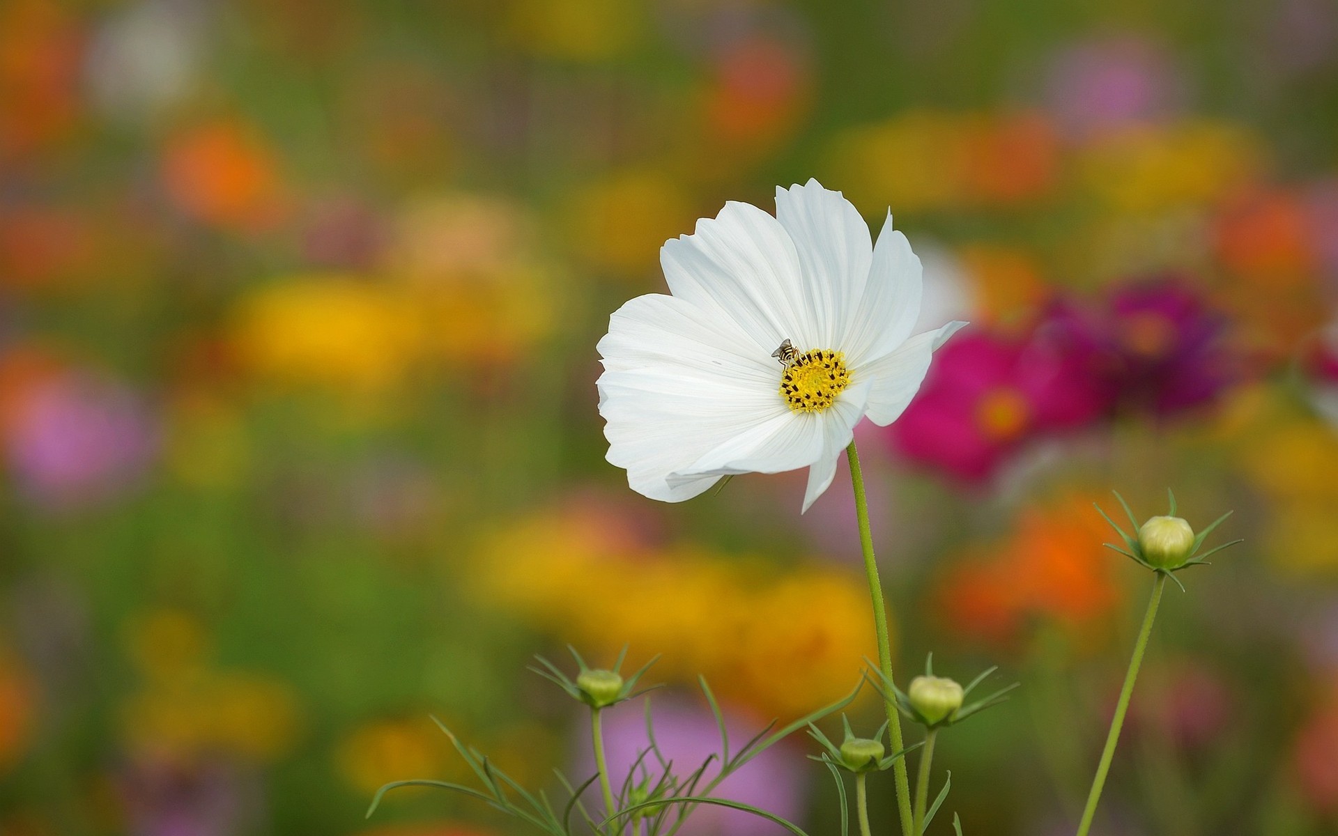 Download mobile wallpaper Flowers, Flower, Earth, White Flower for free.