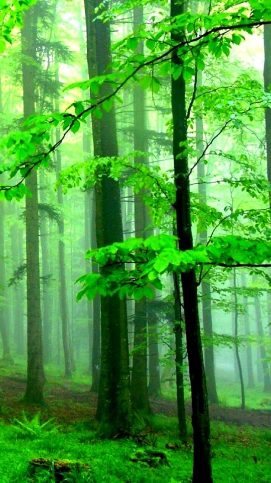 Скачати мобільні шпалери Ліс, Туман, Земля безкоштовно.