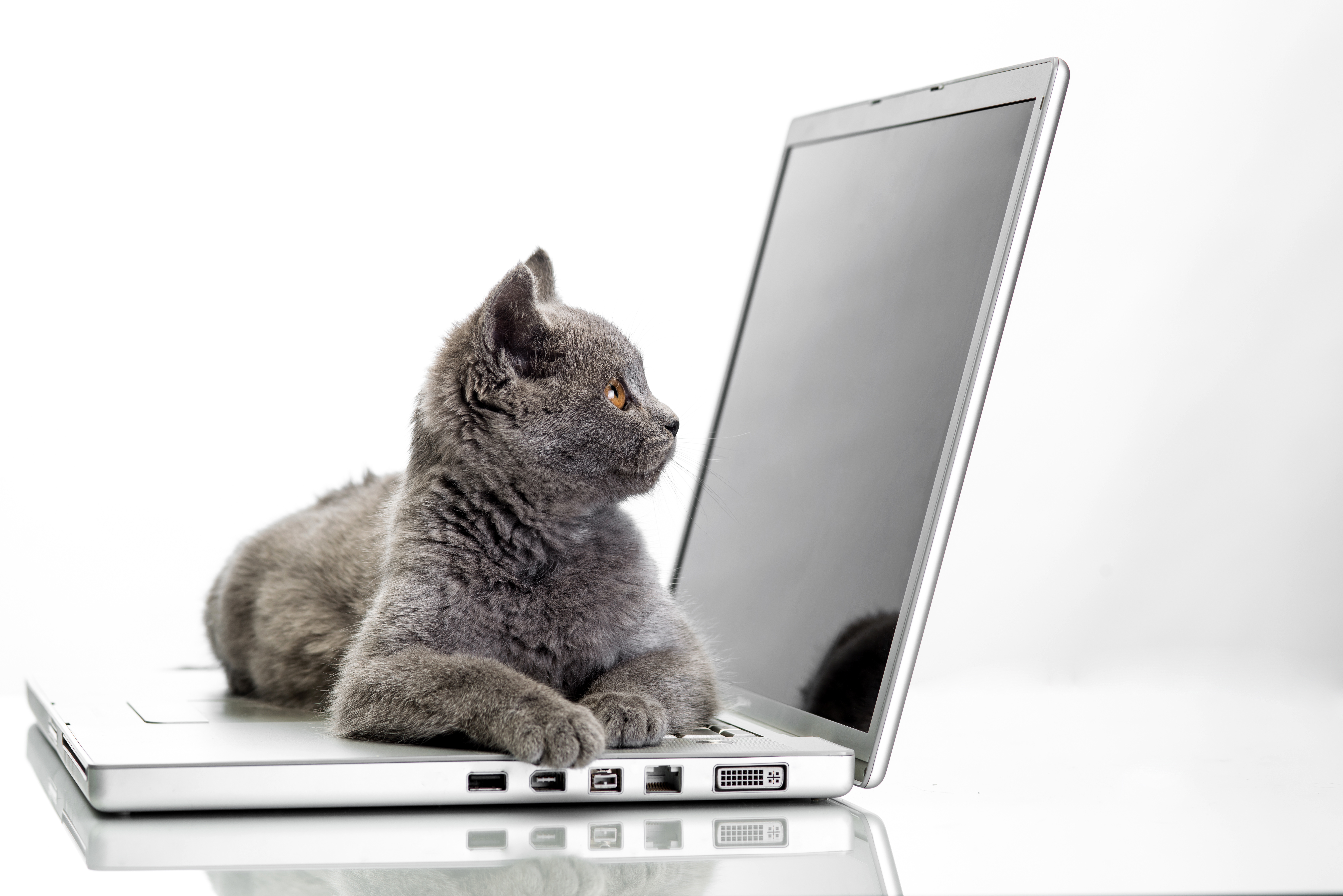 Скачать картинку Животные, Кошка, Ноутбук, Компьютер, Кошки в телефон бесплатно.