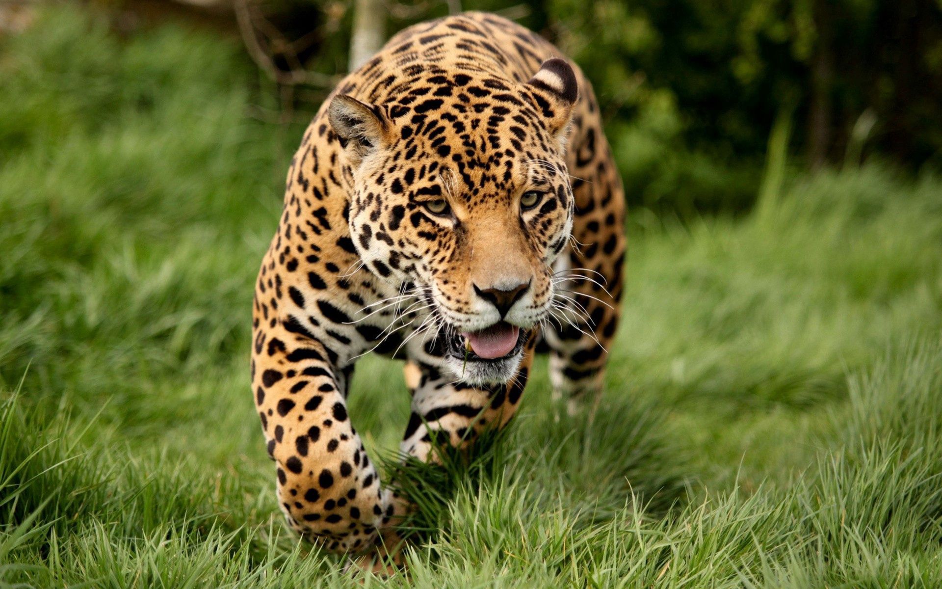 51453 descargar imagen animales, hierba, leopardo, gato grande, huir, correr: fondos de pantalla y protectores de pantalla gratis