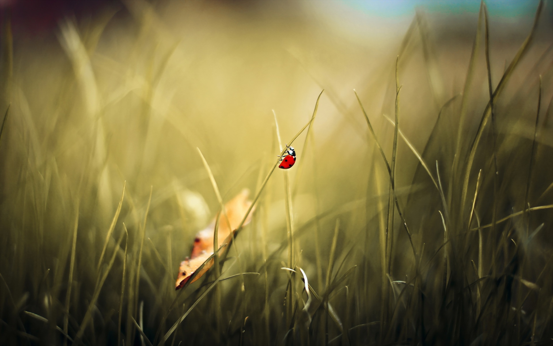 Download mobile wallpaper Nature, Grass, Blur, Leaf, Animal, Ladybug for free.