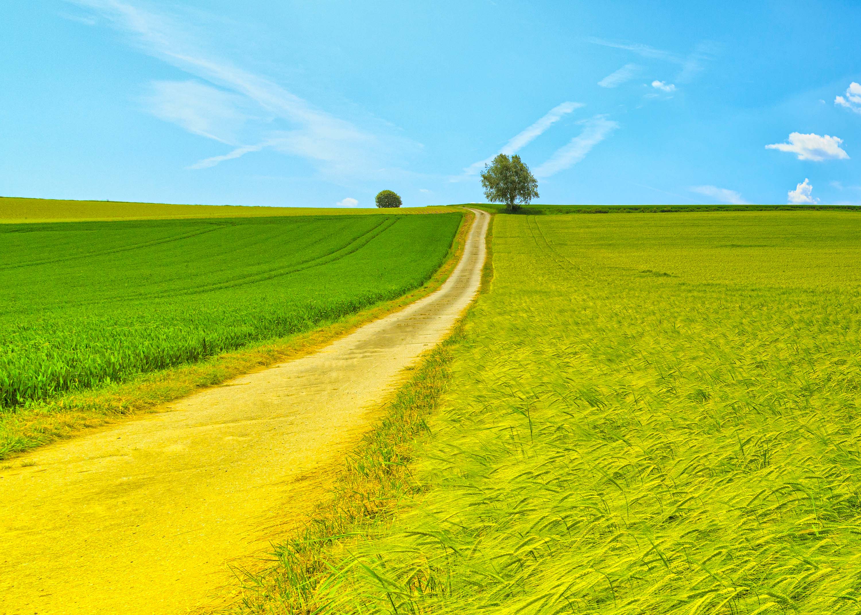 Download mobile wallpaper Earth, Field, Dirt Road for free.