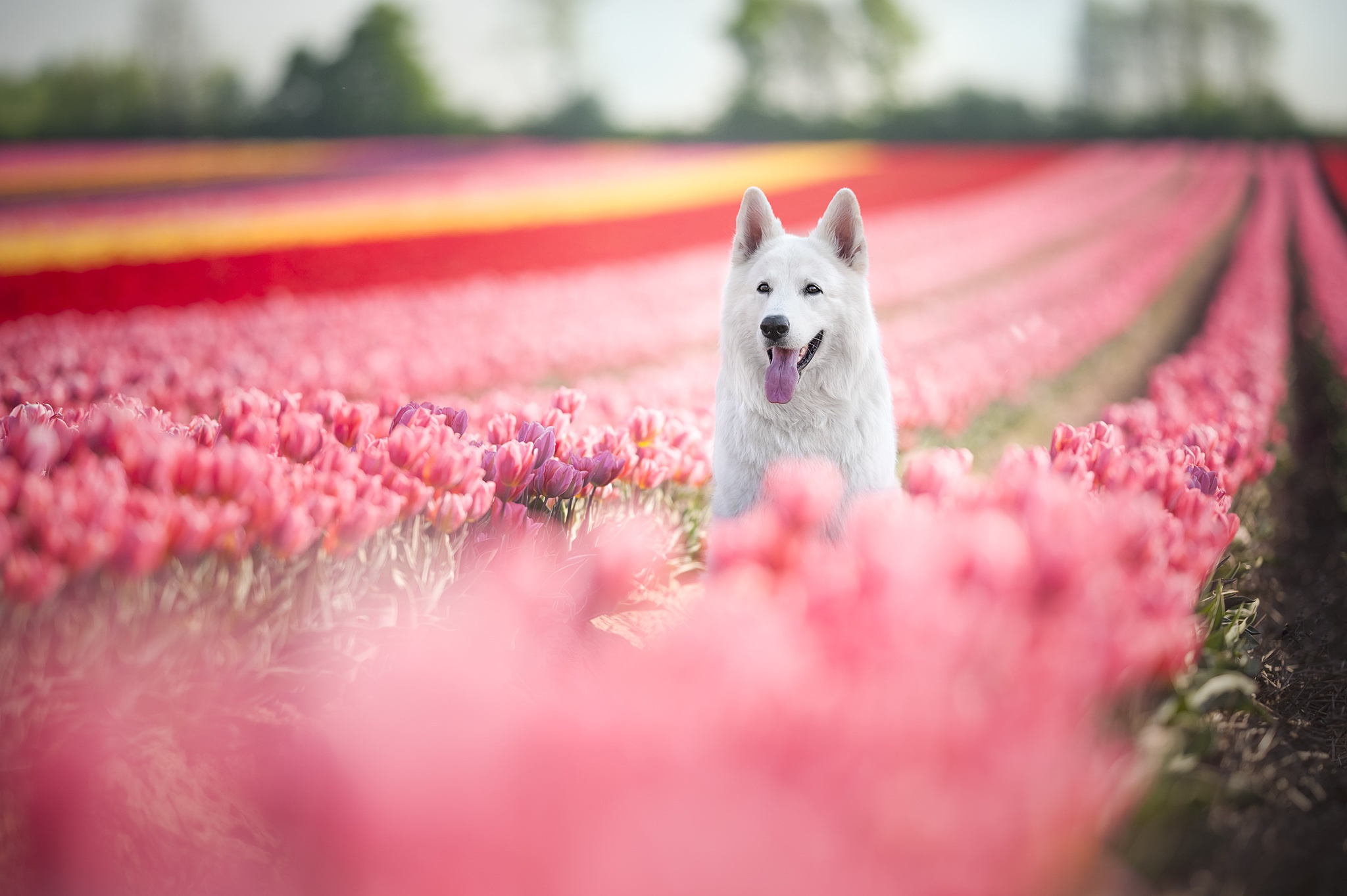 945503 скачать картинку животные, швейцарская овчарка, глубина резкости, собака, цветок, розовый цветок, тюльпан - обои и заставки бесплатно
