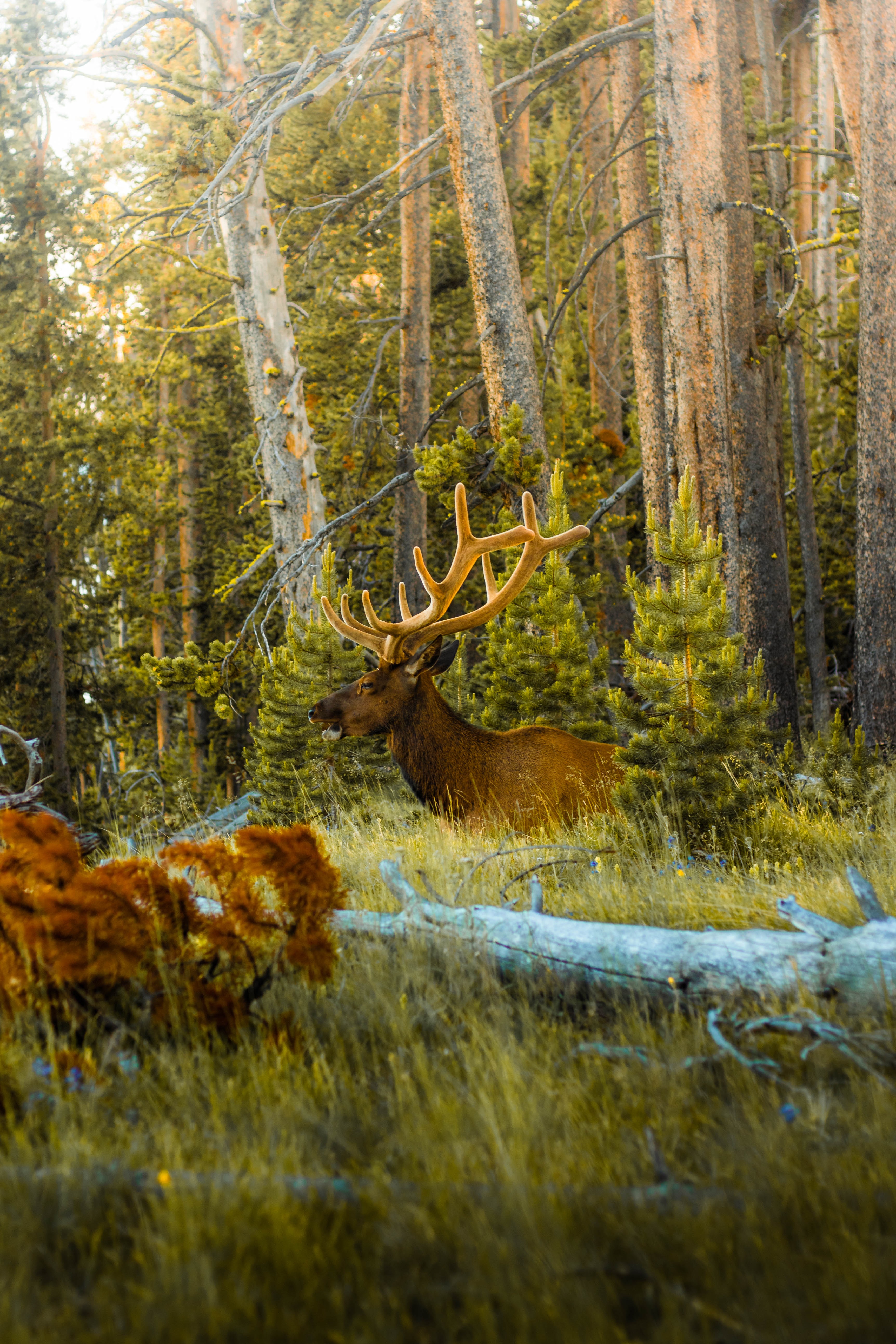 PCデスクトップに動物, 木, 森林, 森, ホーン, 角, 鹿画像を無料でダウンロード