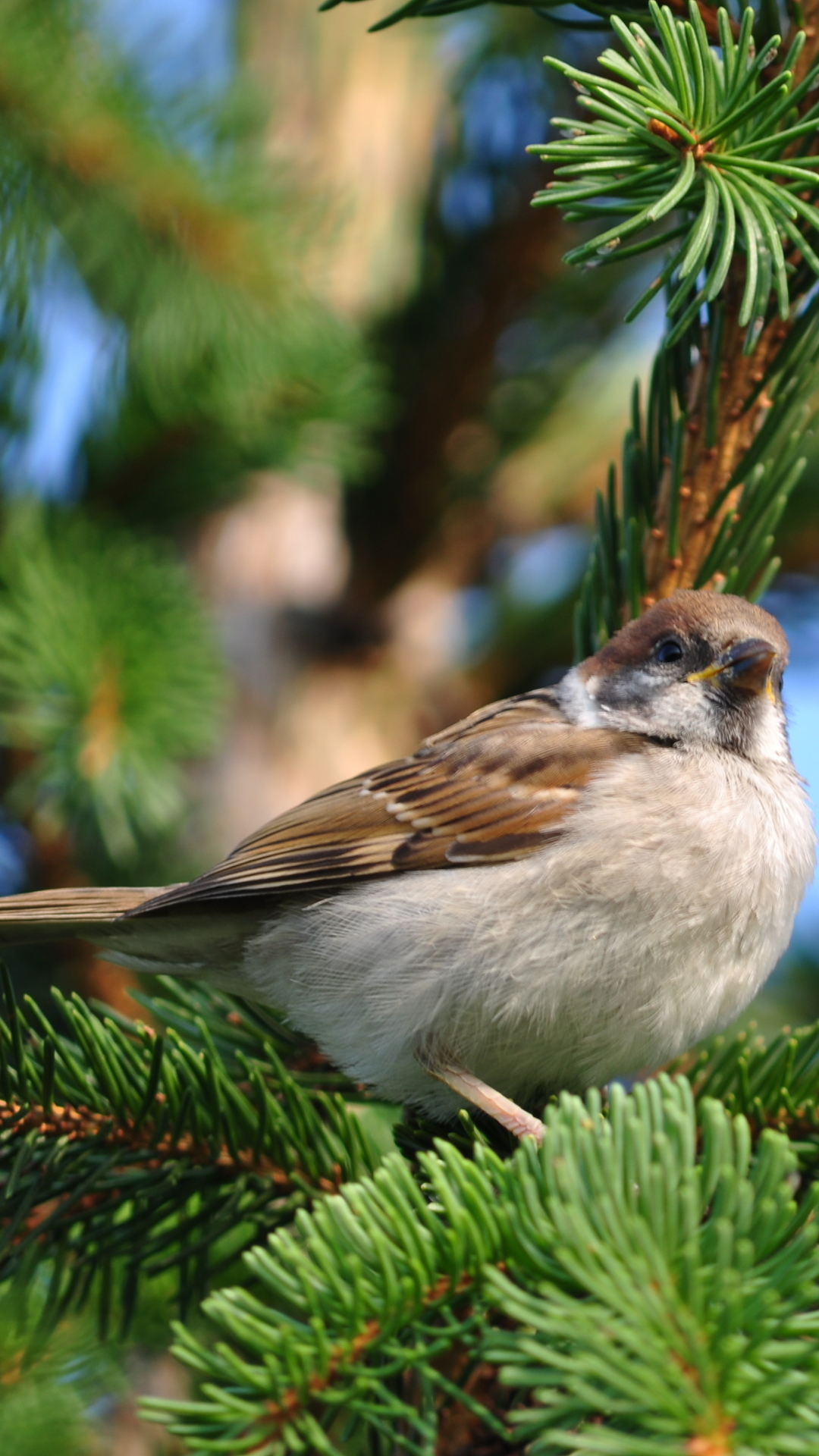 Download mobile wallpaper Sparrow, Birds, Animal for free.